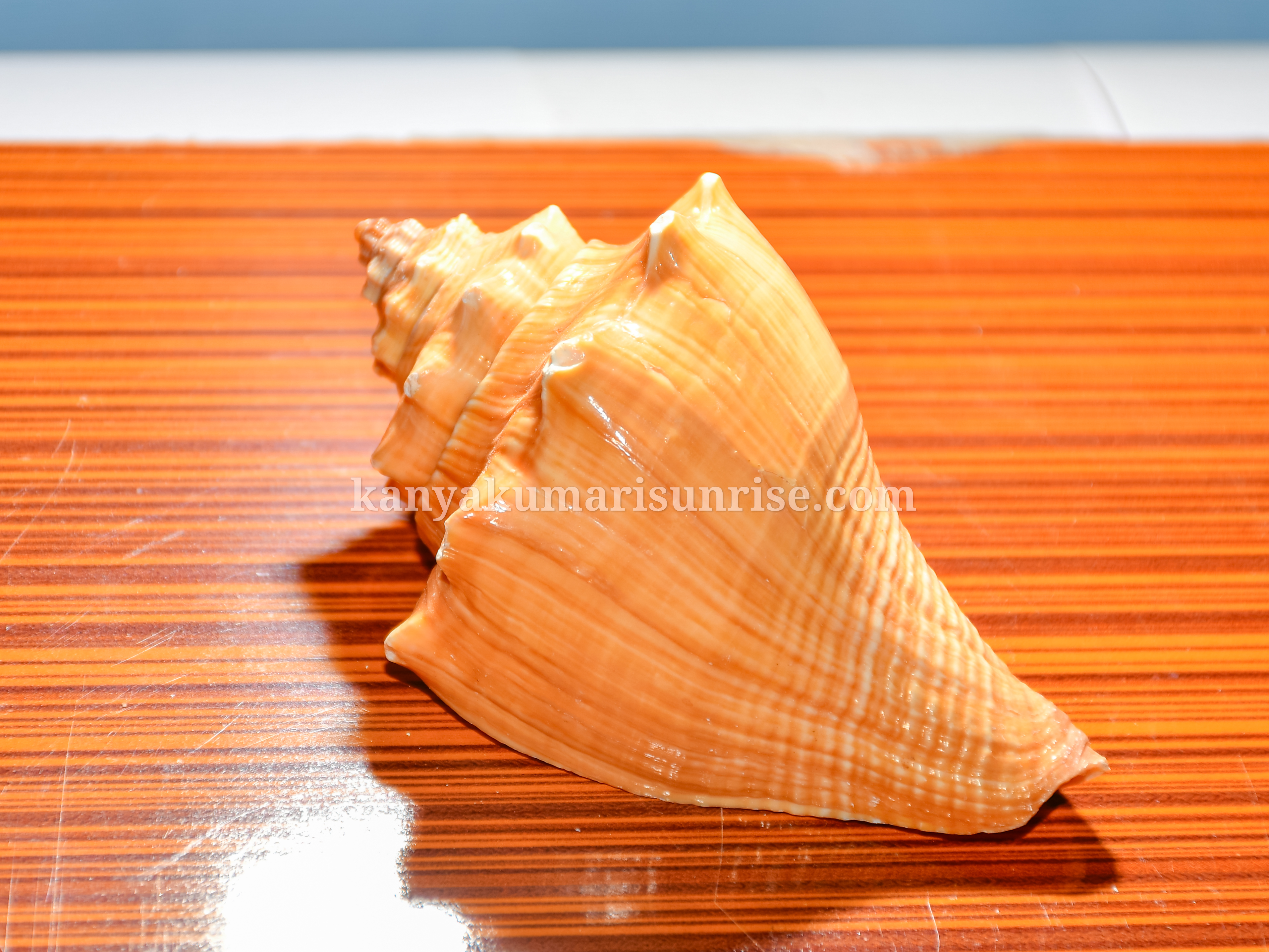 Natural Decorative Spiral Sea Conch Shell – Ocean Sea Shell (2 to 5 Inch)
