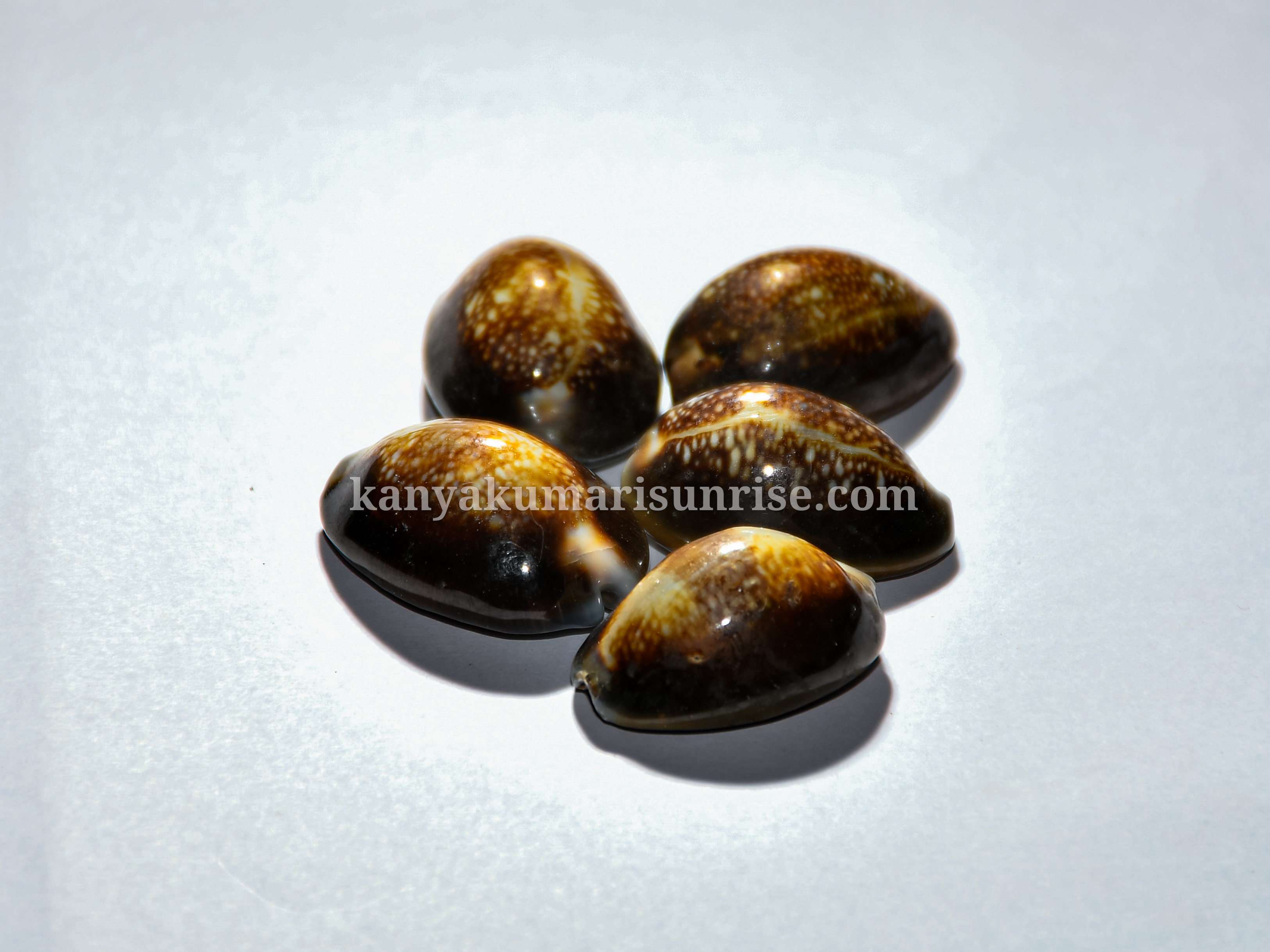 Raja Black Cowrie Shells – Pooja / Astrology Cowrie Set (25 Pieces) - Image 3