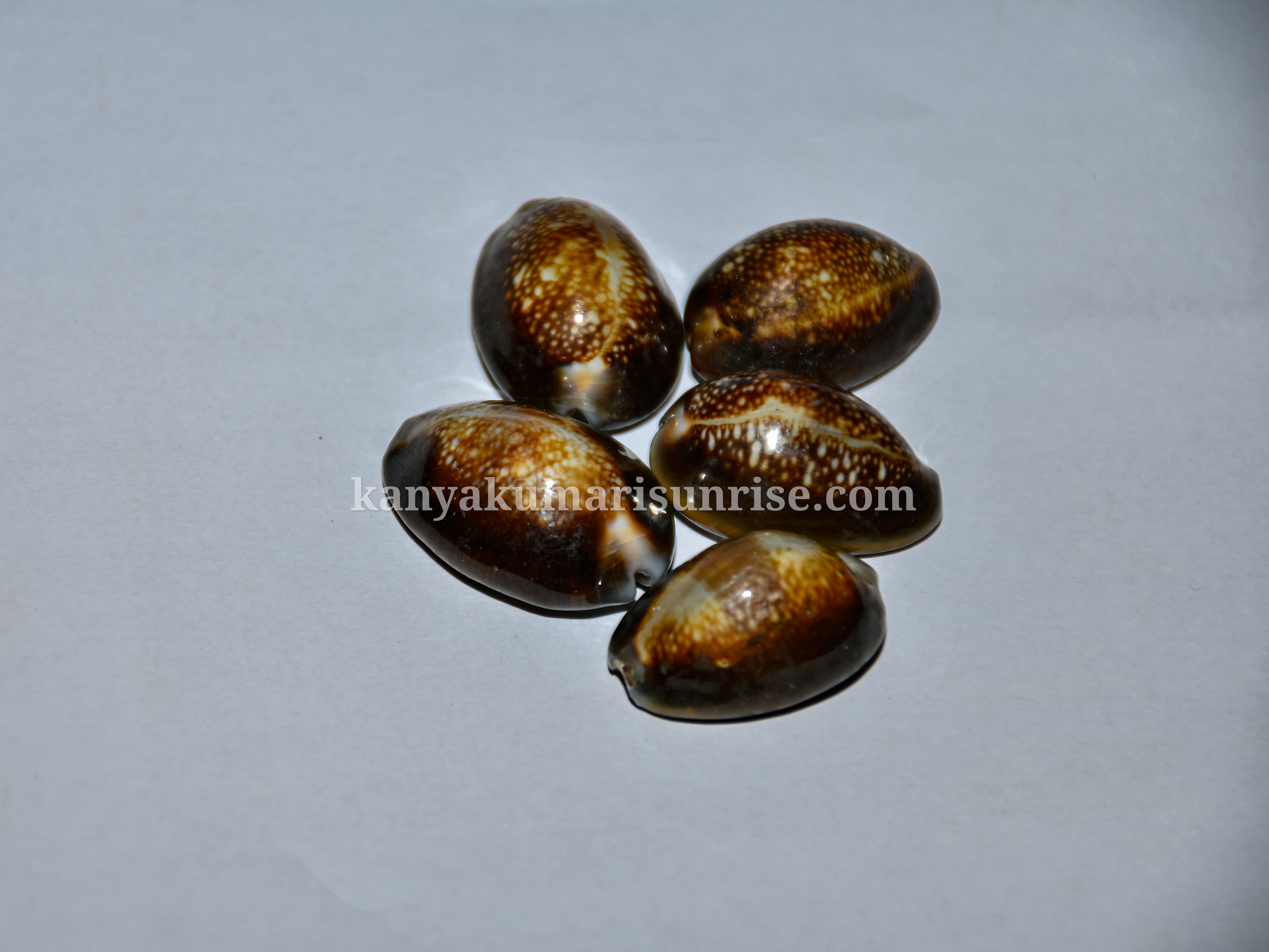 Raja Black Cowrie Shells – Pooja / Astrology Cowrie Set (25 Pieces)