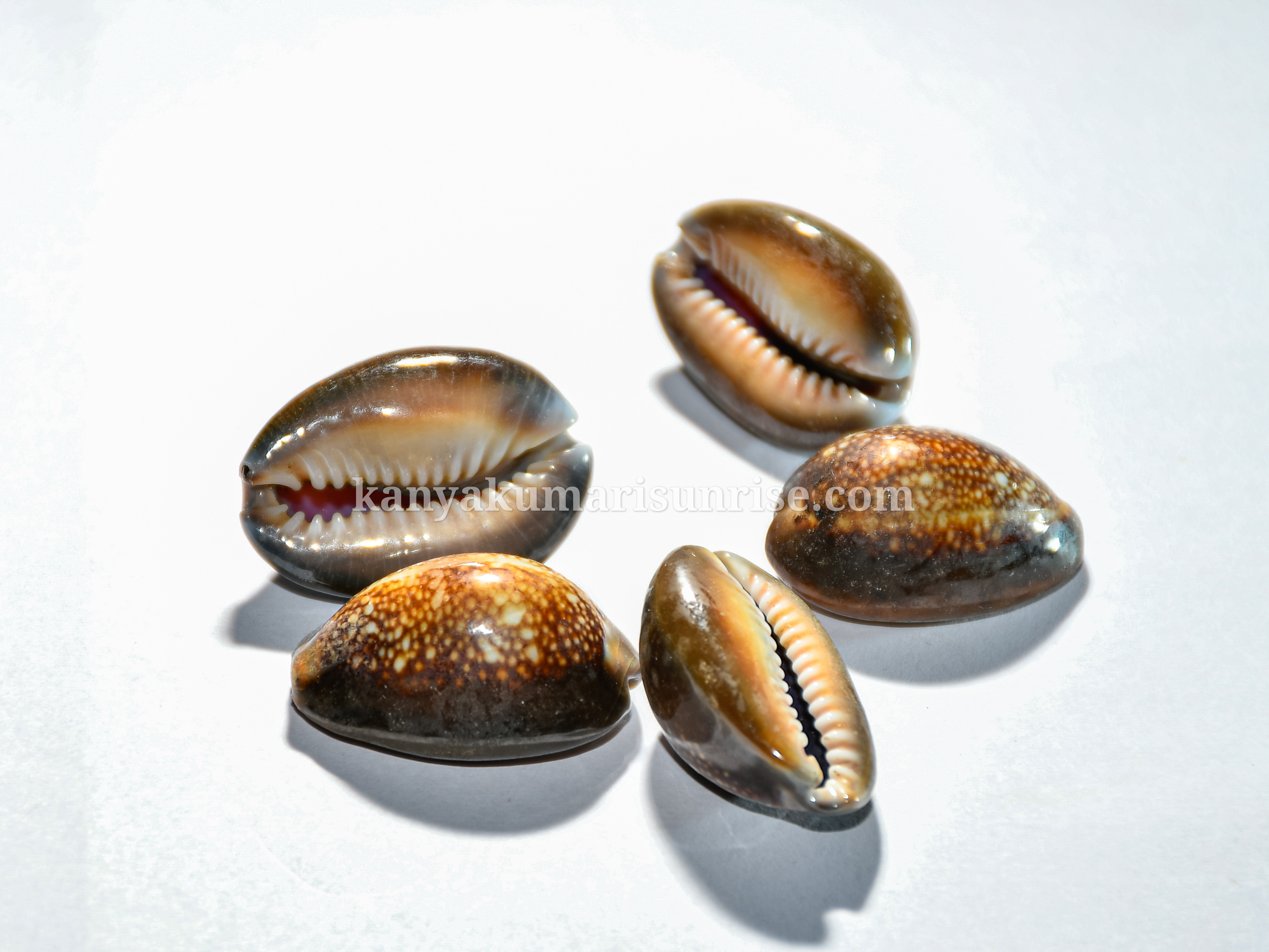 Raja Black Cowrie Shells – Pooja / Astrology Cowrie Set (25 Pieces) - Image 2