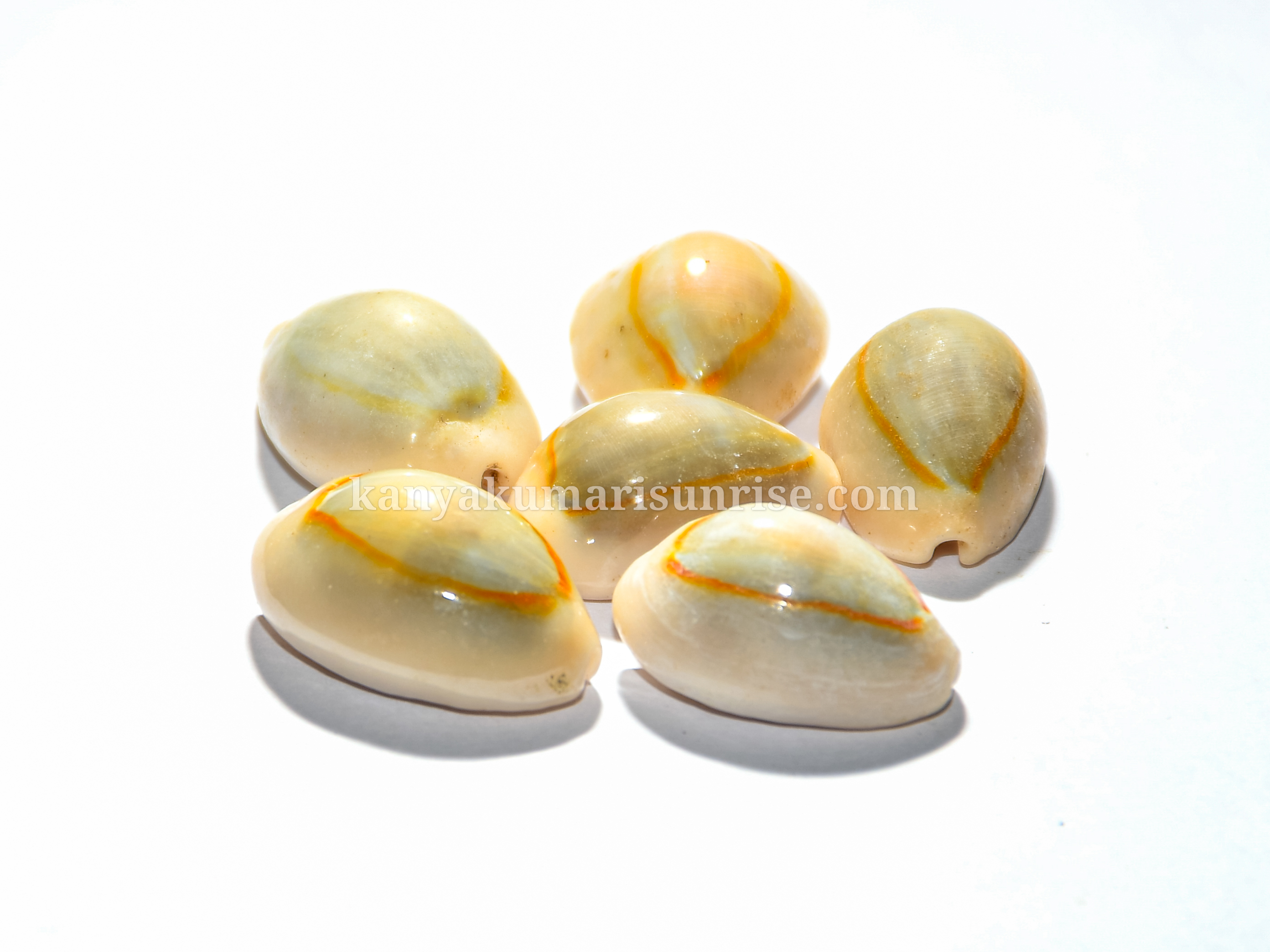 Sacred Cowrie Shells for Astrology & Pooja – Natural Sea Shell Set (25 Pieces)