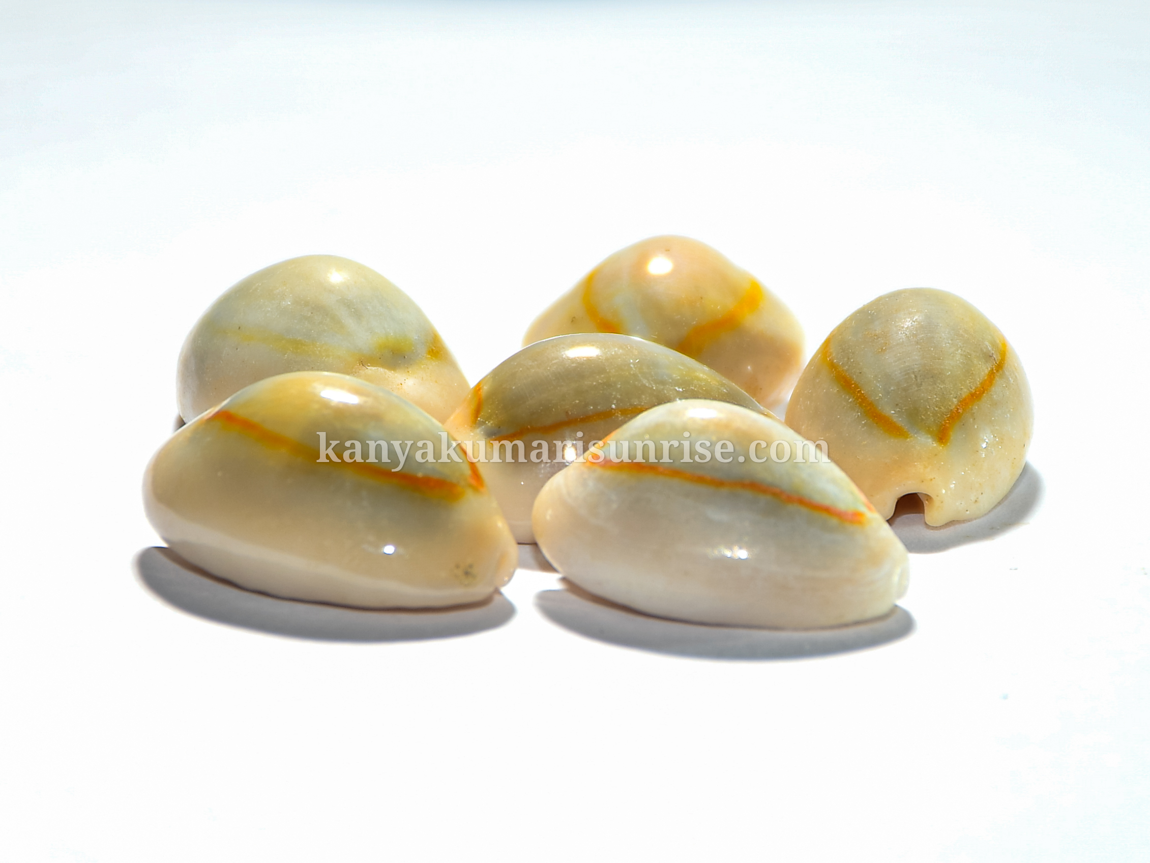 Sacred Cowrie Shells for Astrology & Pooja – Natural Sea Shell Set (25 Pieces) - Image 2