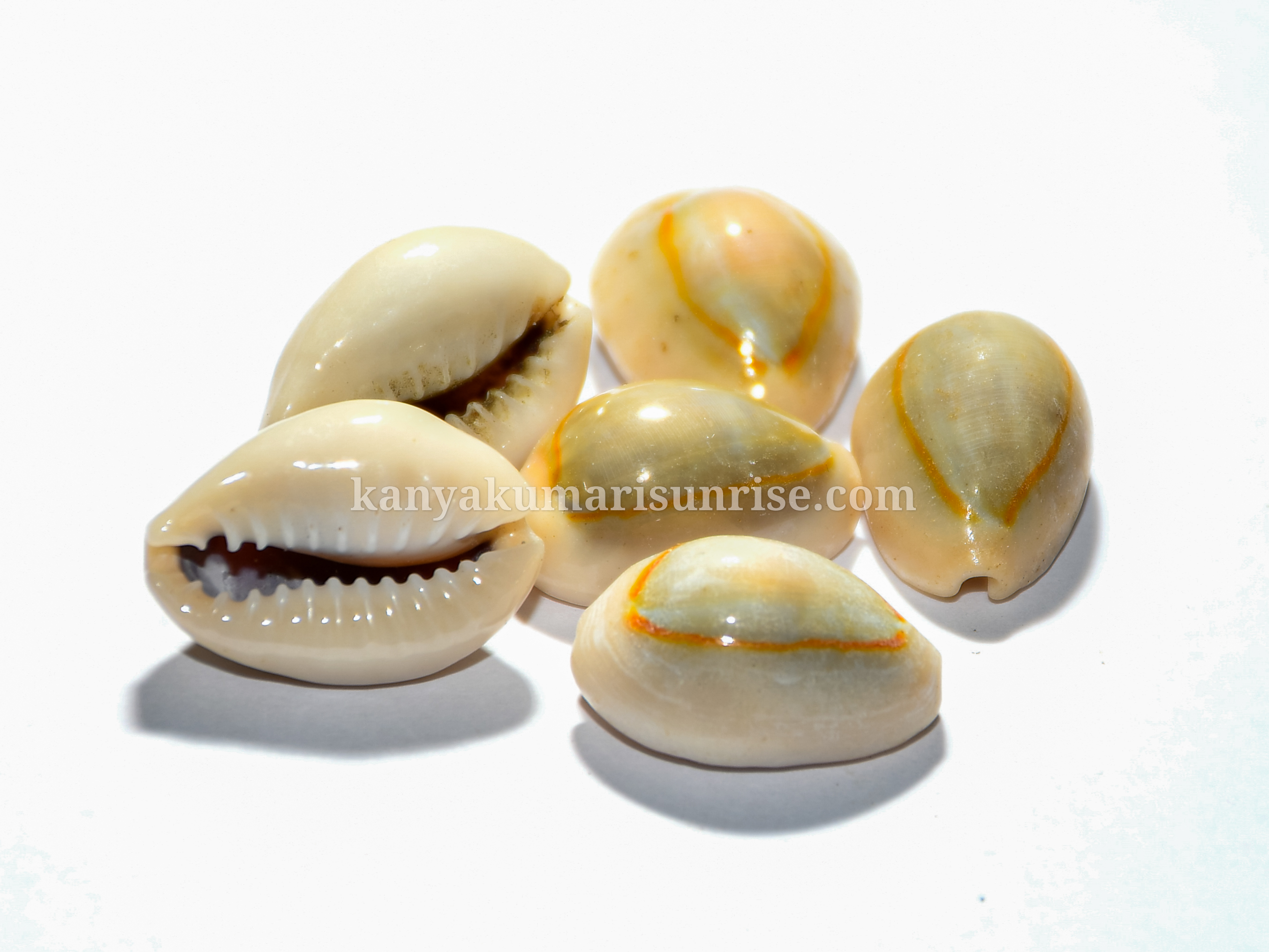 Sacred Cowrie Shells for Astrology & Pooja – Natural Sea Shell Set (25 Pieces) - Image 4