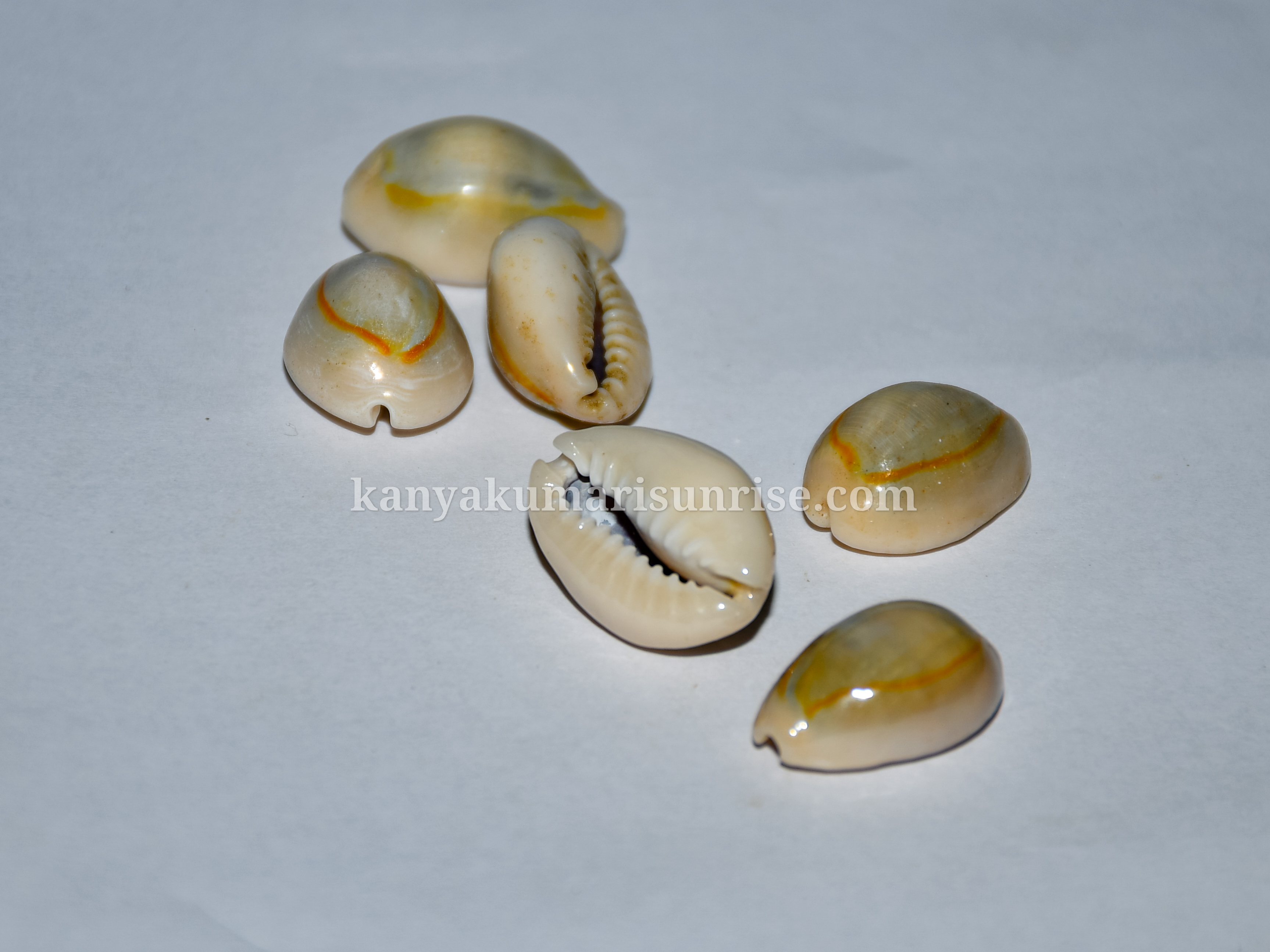 Sacred Cowrie Shells for Astrology & Pooja – Natural Sea Shell Set (25 Pieces) - Image 3
