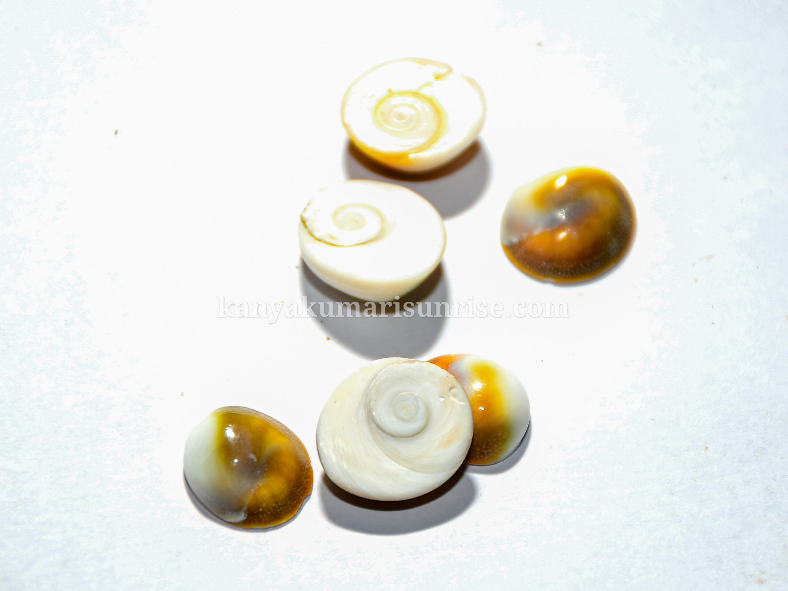 Natural Gomati Chakra – Sacred Hindu Pooja Gomti Chakra Shell(Pack of 25)