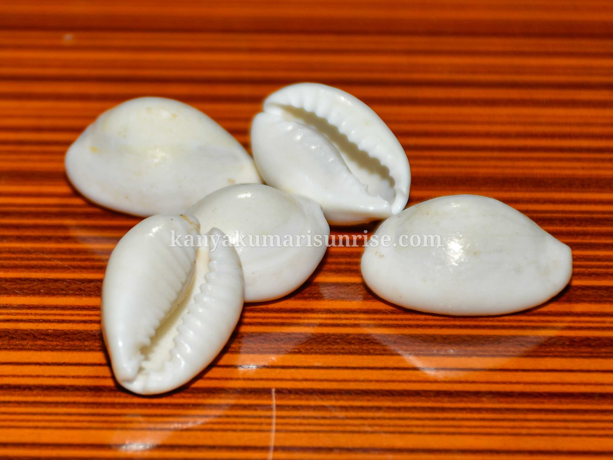 White Cowrie Sea Shell – Natural Pooja & Decorative Cowrie Shells (25 Pieces Pack)