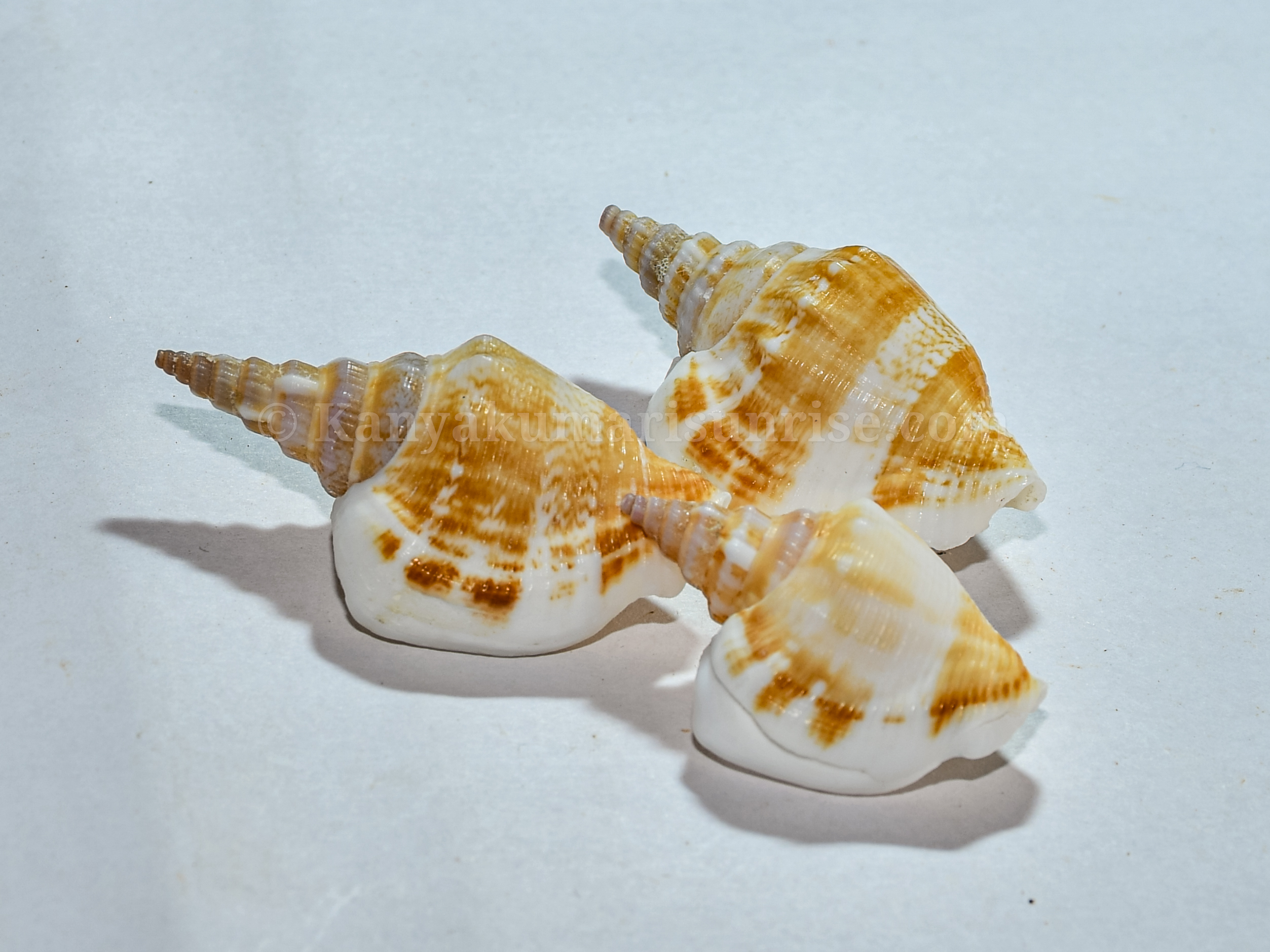 Natural Decorative Spiral Sea Shell – Craft & Aquarium Shells (Pack of 25) - Image 5