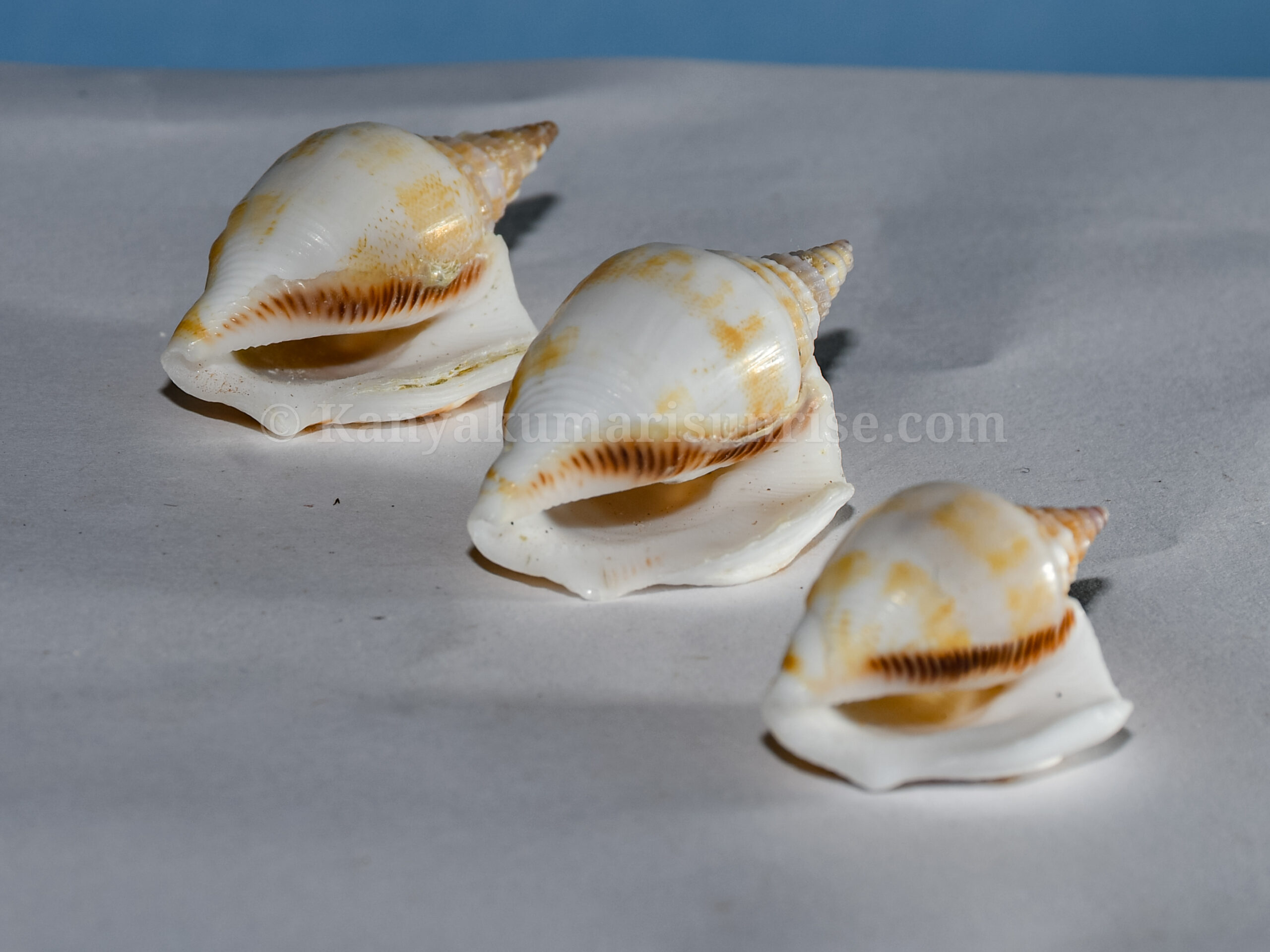 Natural Decorative Spiral Sea Shell – Craft & Aquarium Shells (Pack of 25) - Image 4