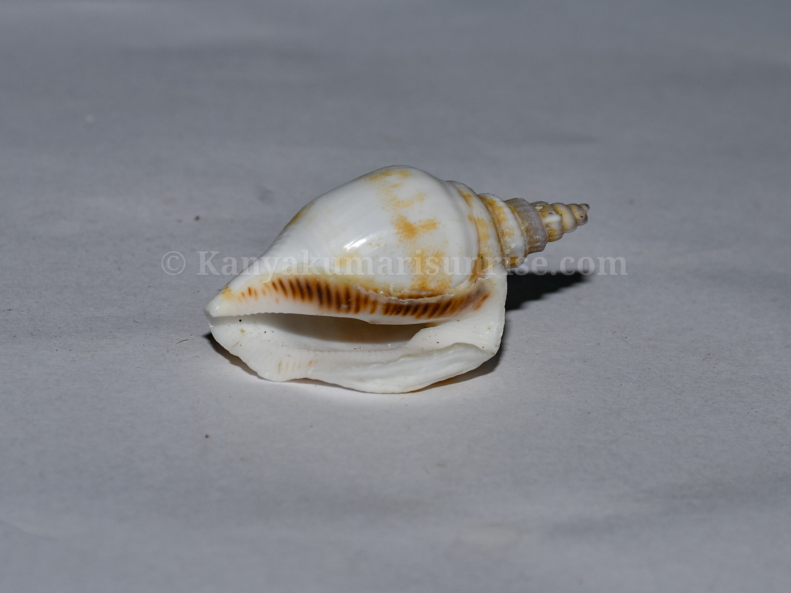 Natural Decorative Spiral Sea Shell – Craft & Aquarium Shells (Pack of 25) - Image 6