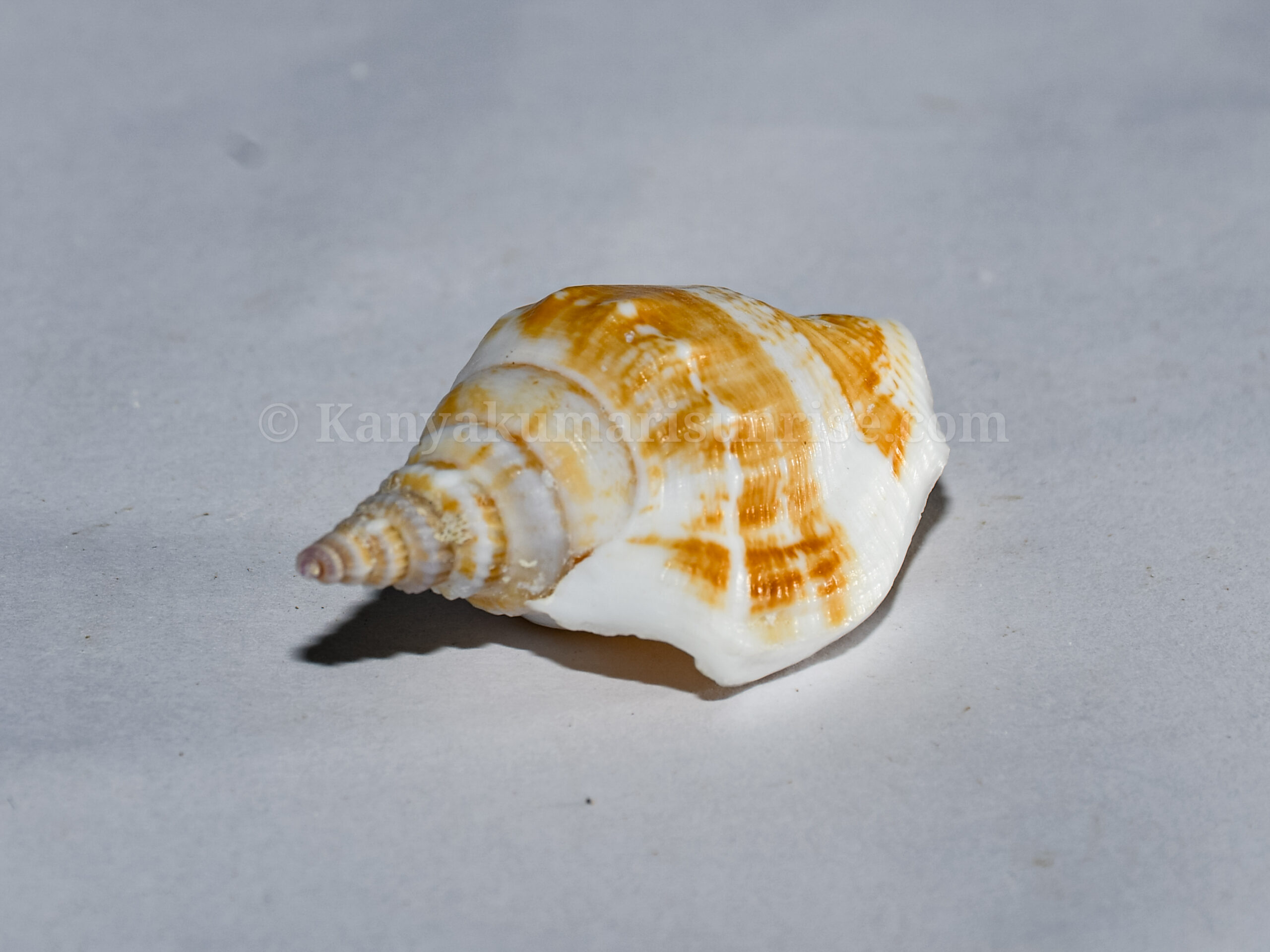 Natural Decorative Spiral Sea Shell – Craft & Aquarium Shells (Pack of 25) - Image 3