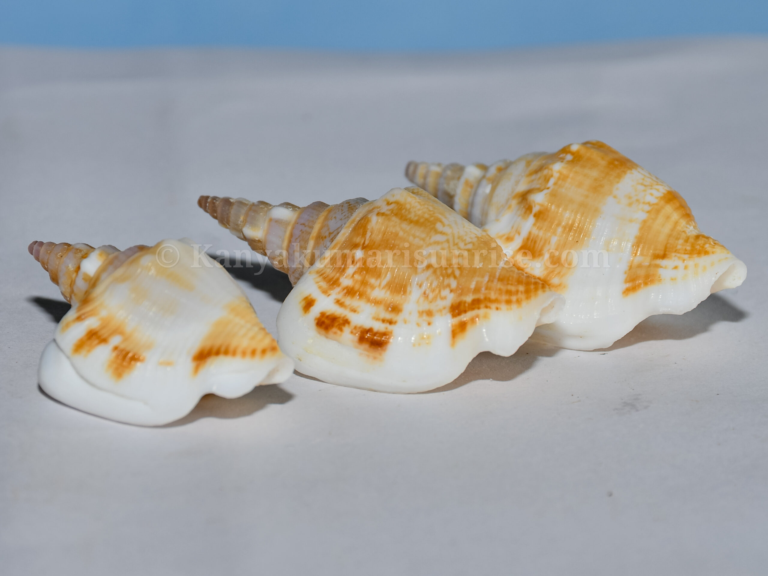 Natural Decorative Spiral Sea Shell – Craft & Aquarium Shells (Pack of 25) - Image 2