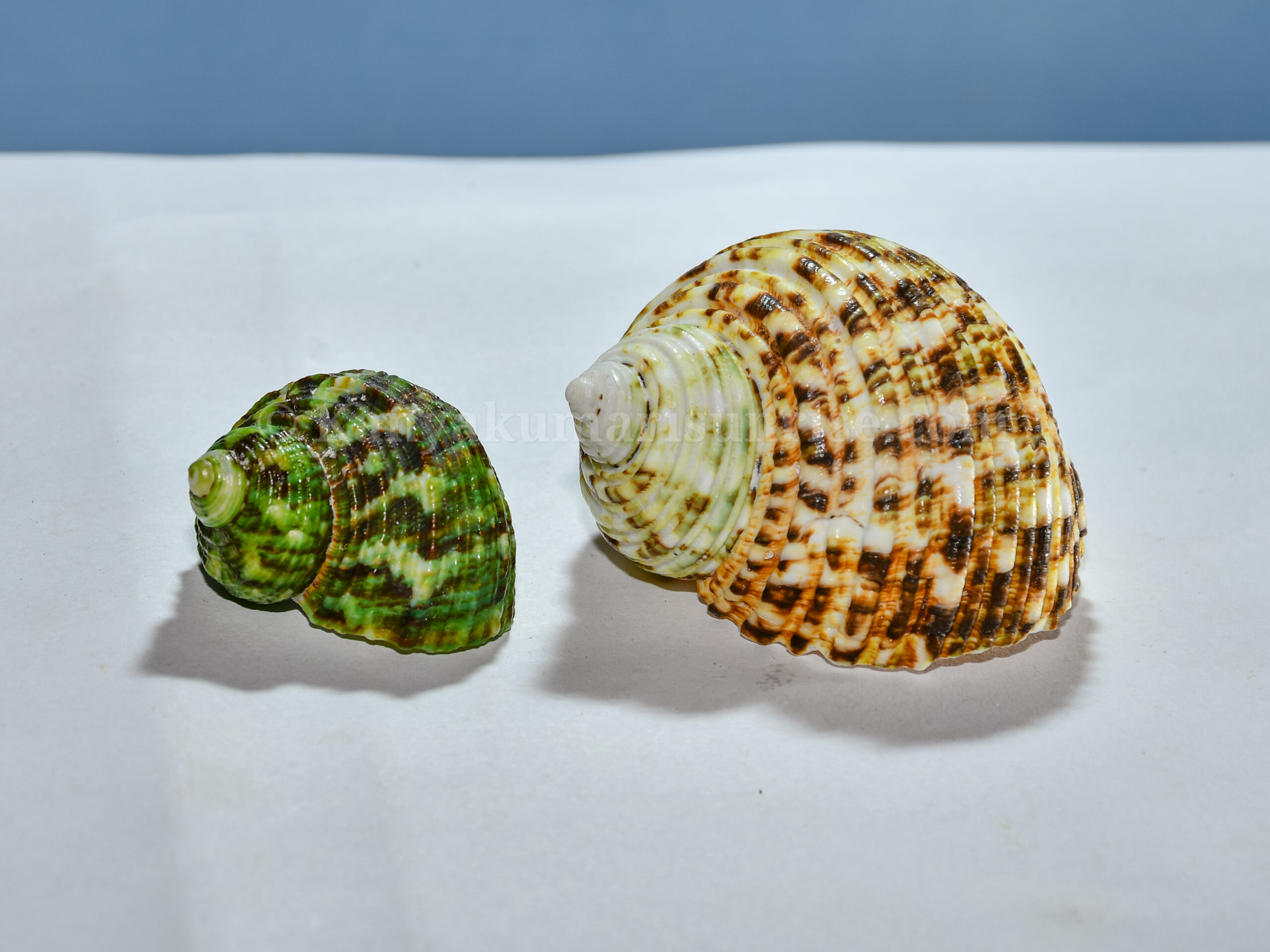 Natural Turbo Sea Shell – Decorative Aquarium & Craft ShellQuantity: 10 Pieces per Pack