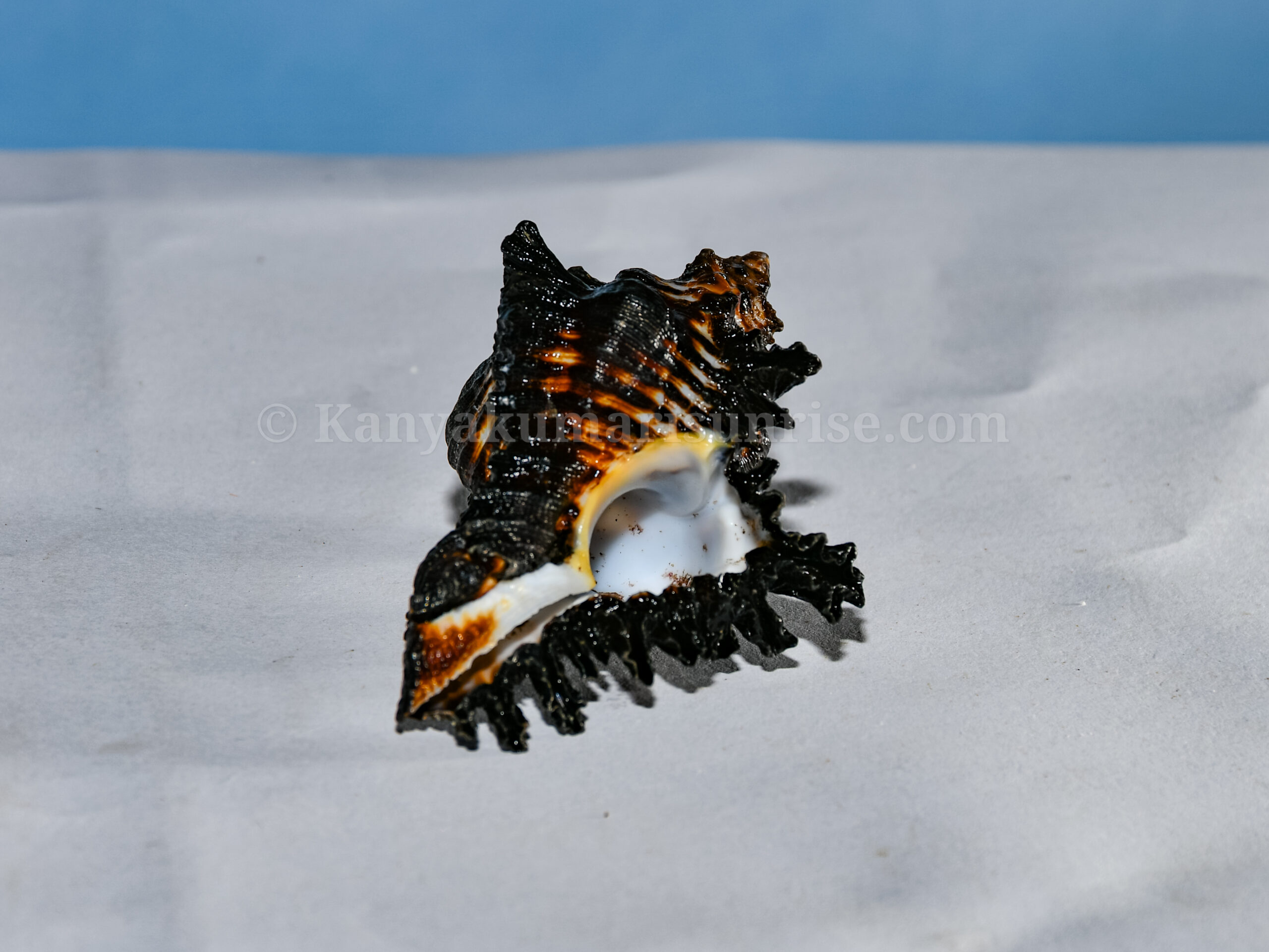 Natural Ganesh Black Sea Shell – Sacred Decorative Conch - Image 4