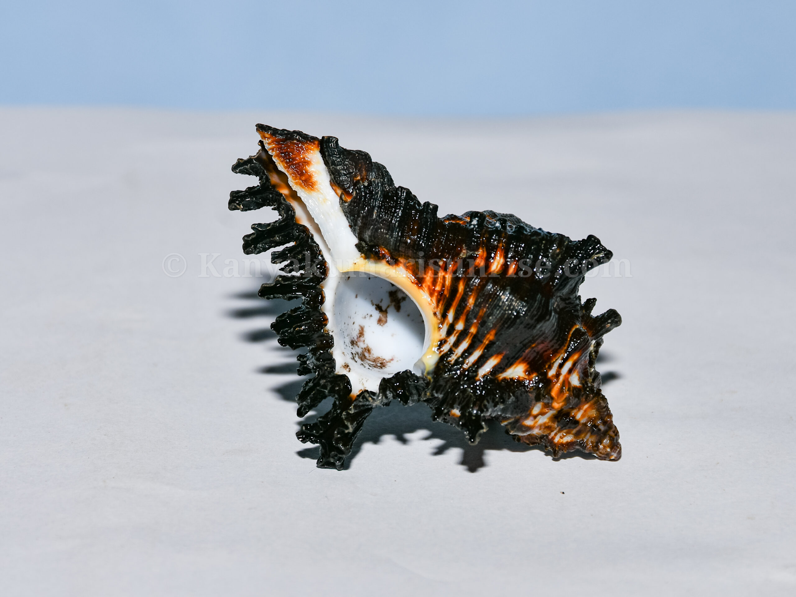 Natural Ganesh Black Sea Shell – Sacred Decorative Conch