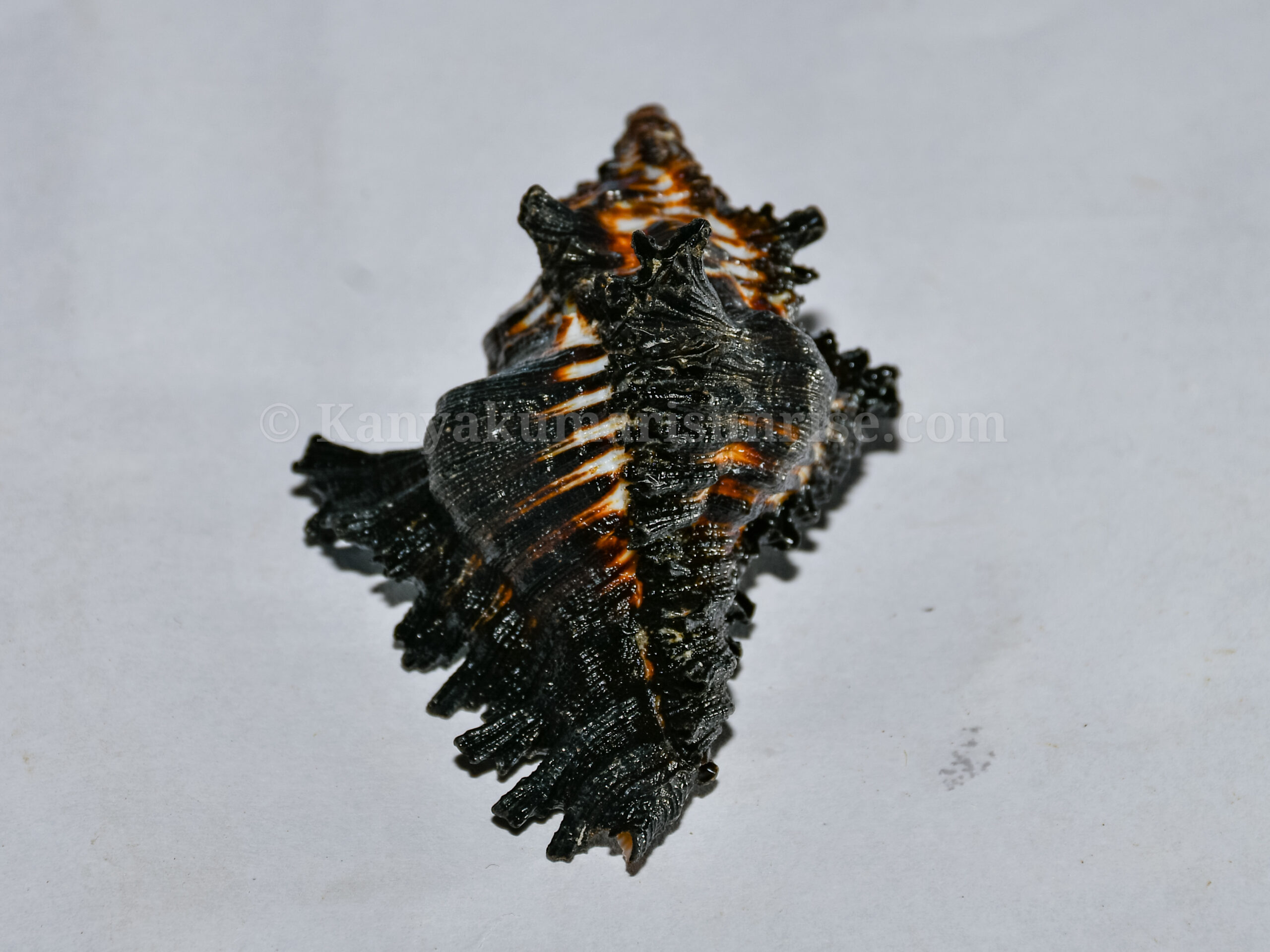 Natural Ganesh Black Sea Shell – Sacred Decorative Conch - Image 2