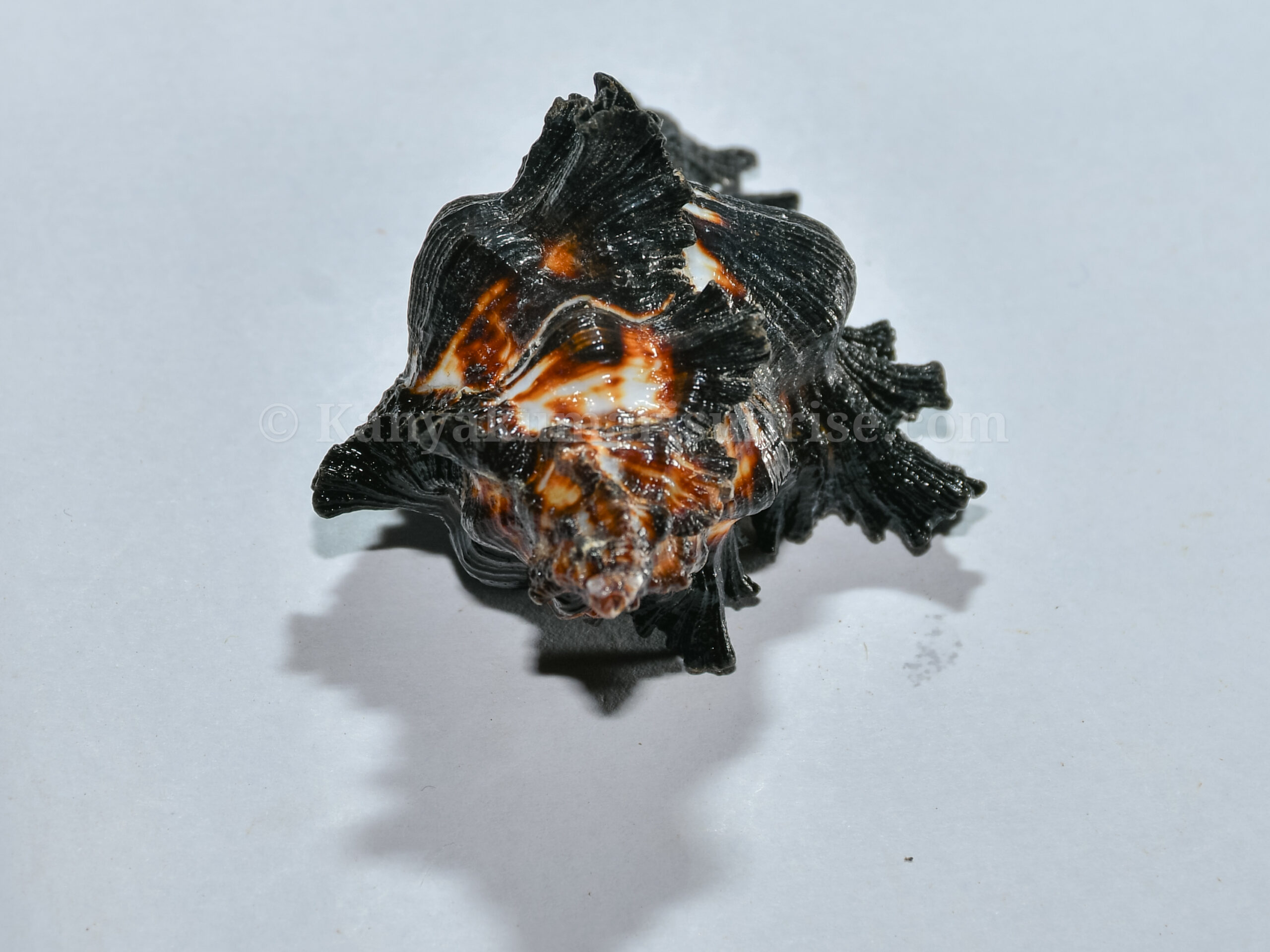 Natural Ganesh Black Sea Shell – Sacred Decorative Conch - Image 6