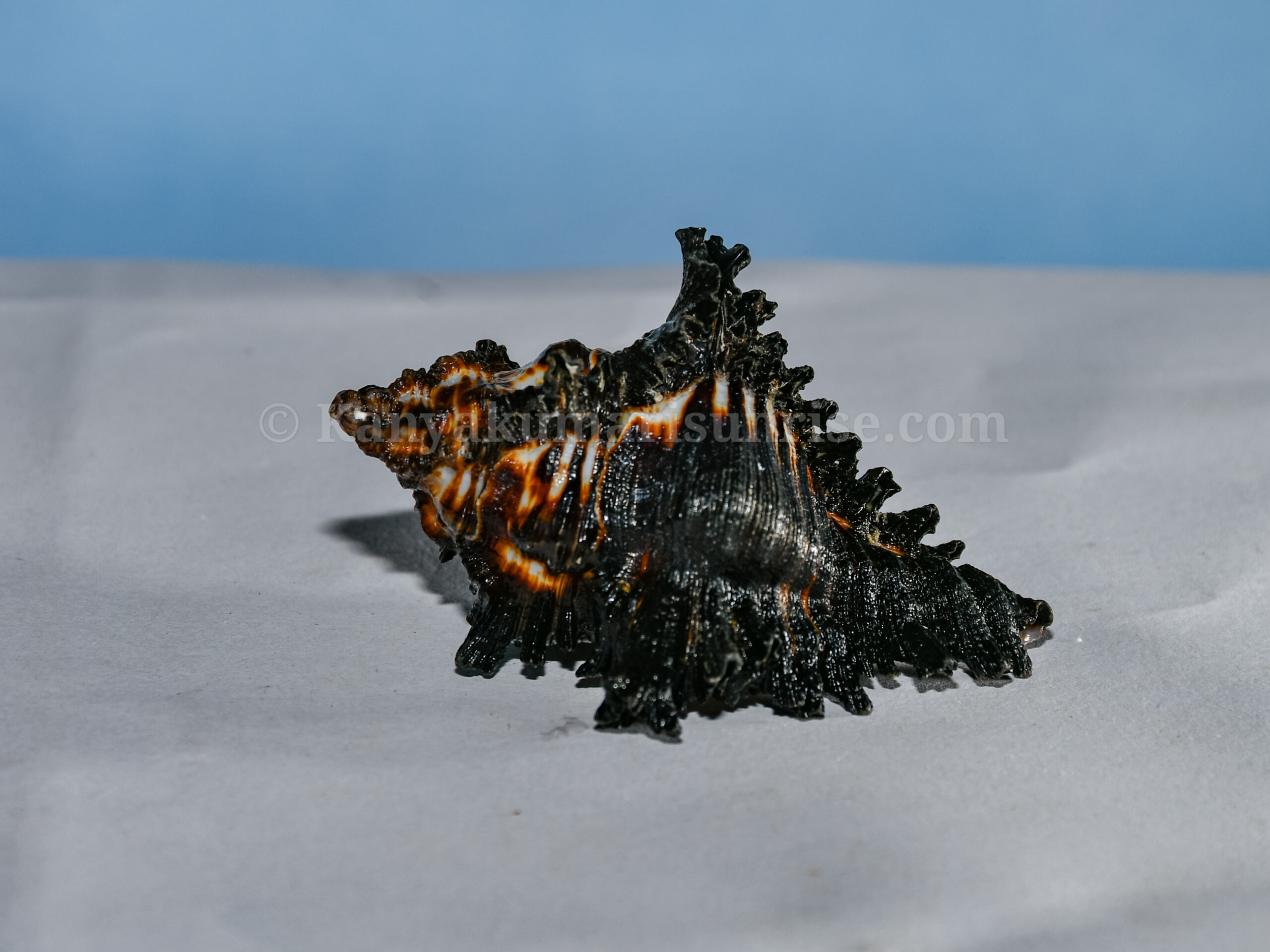 Natural Ganesh Black Sea Shell – Sacred Decorative Conch - Image 5