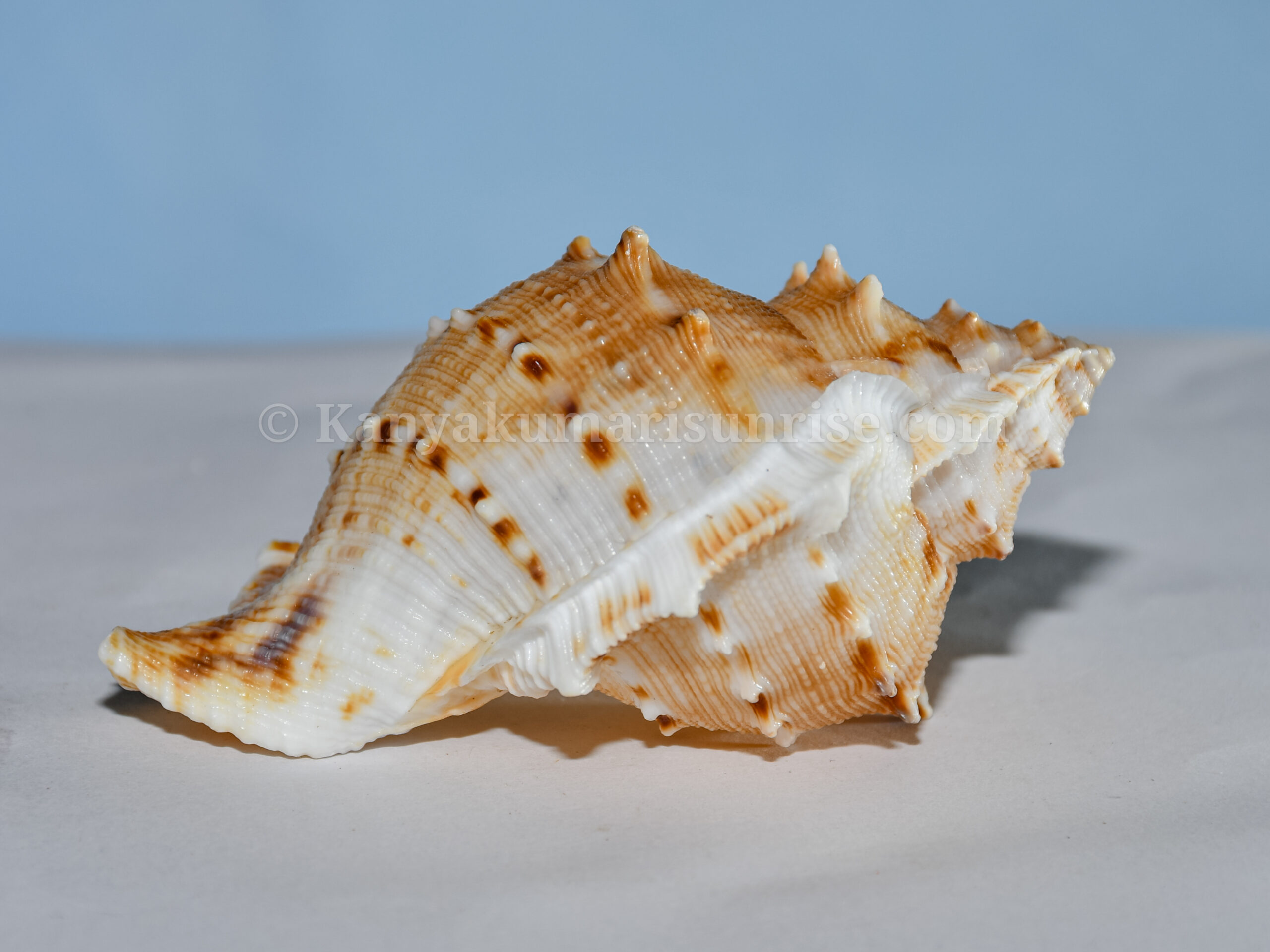 Small Spiny Murex Sea Shell – Decorative Craft & Aquarium Shells (Bulk Pack) - Image 5