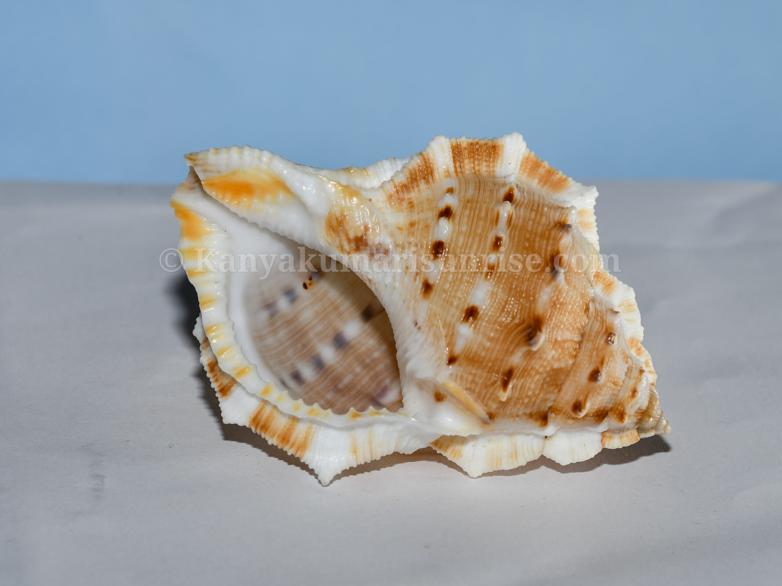 Small Spiny Murex Sea Shell – Decorative Craft & Aquarium Shells (Bulk Pack) - Image 3