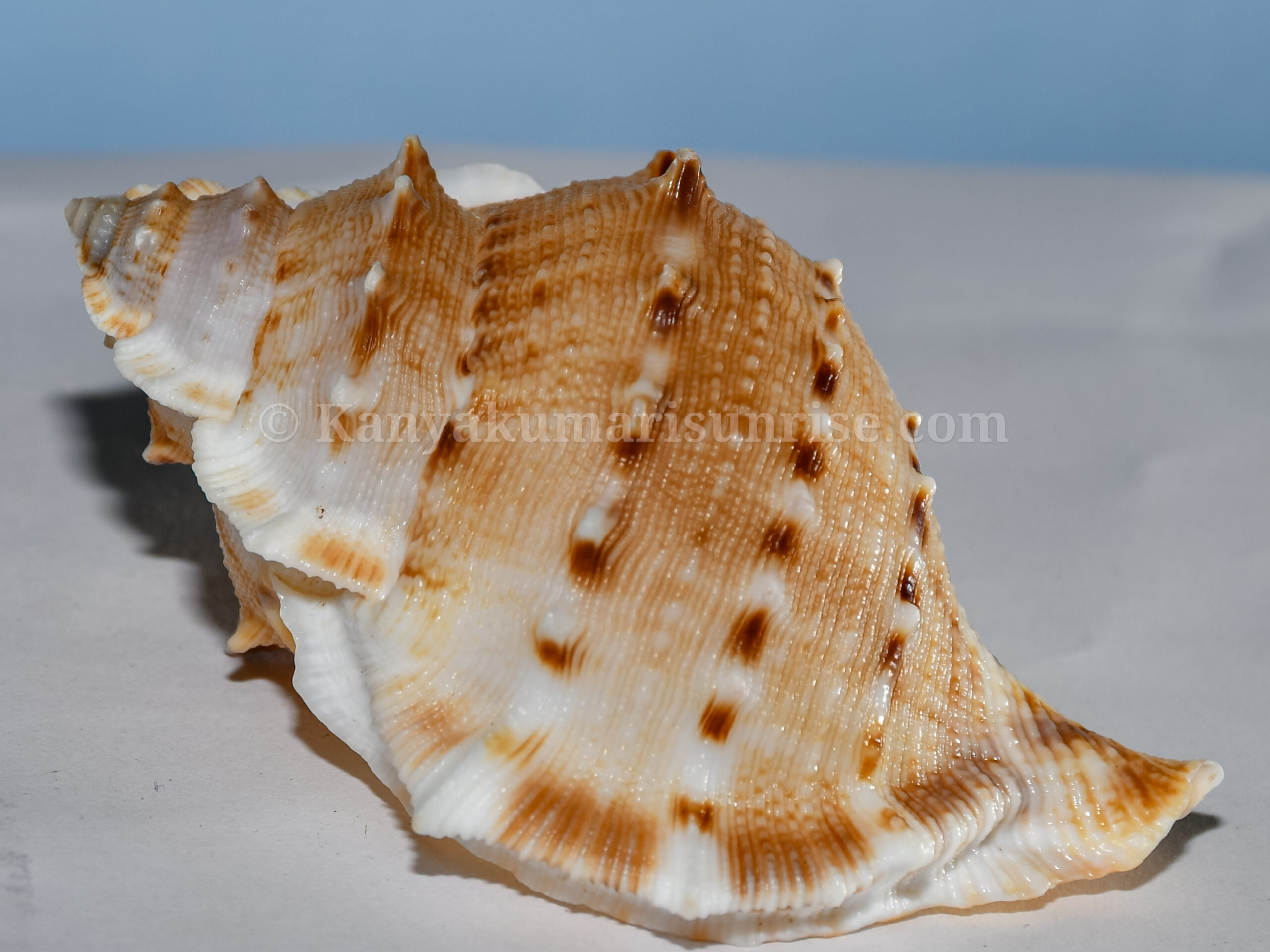 Small Spiny Murex Sea Shell – Decorative Craft & Aquarium Shells (Bulk Pack) - Image 4