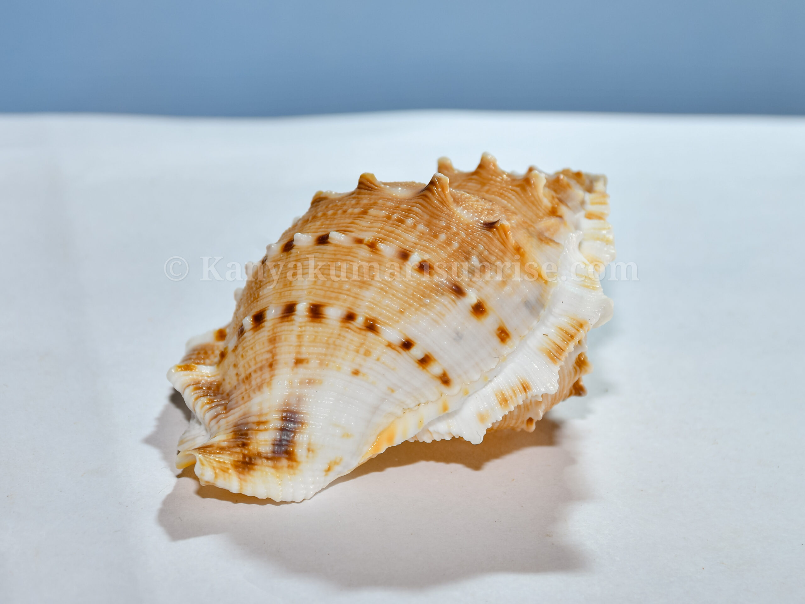 Small Spiny Murex Sea Shell – Decorative Craft & Aquarium Shells (Bulk Pack)