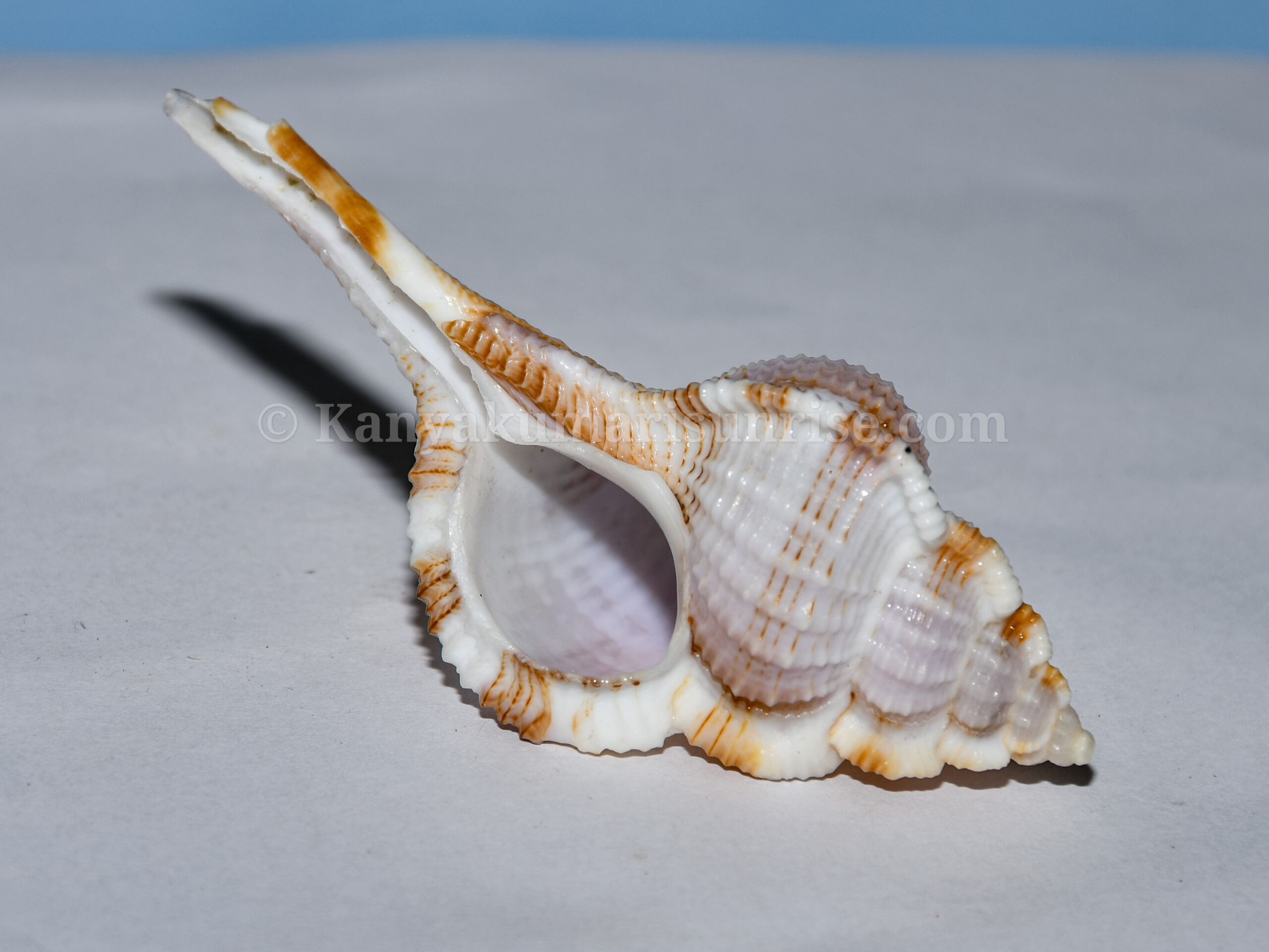 Hanuman Gada Sea Shell – Natural Sacred Pooja & Decorative Conch