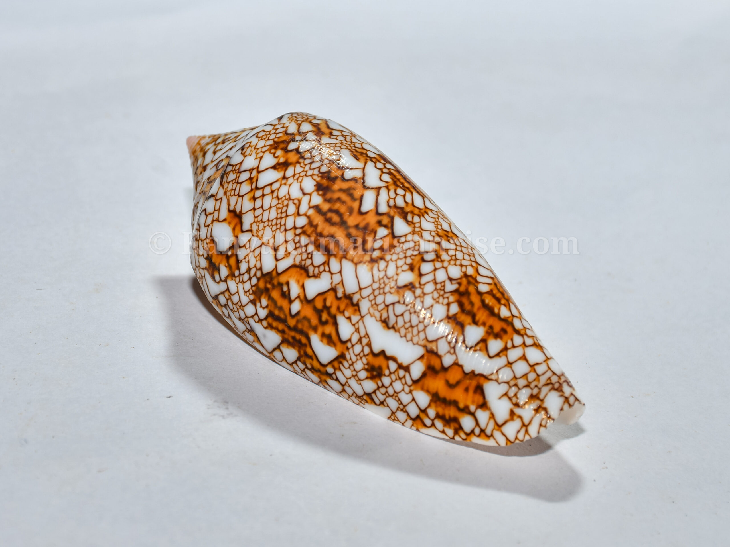 Carefully handpicked premium quality natural patterned cone sea shell