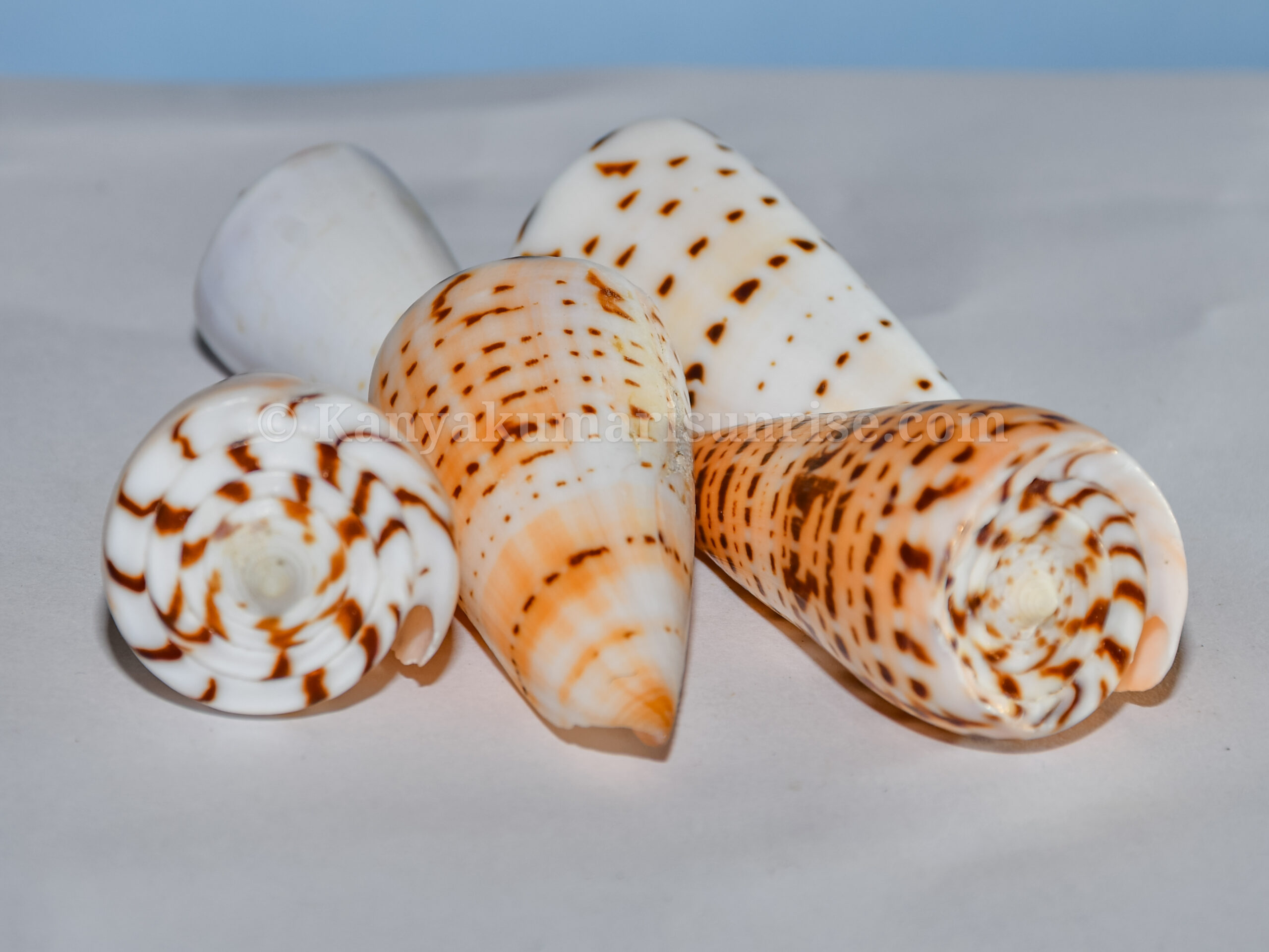 Natural Cone Sea Shell Mix Pack (5 Pieces) – Premium Decorative Collection