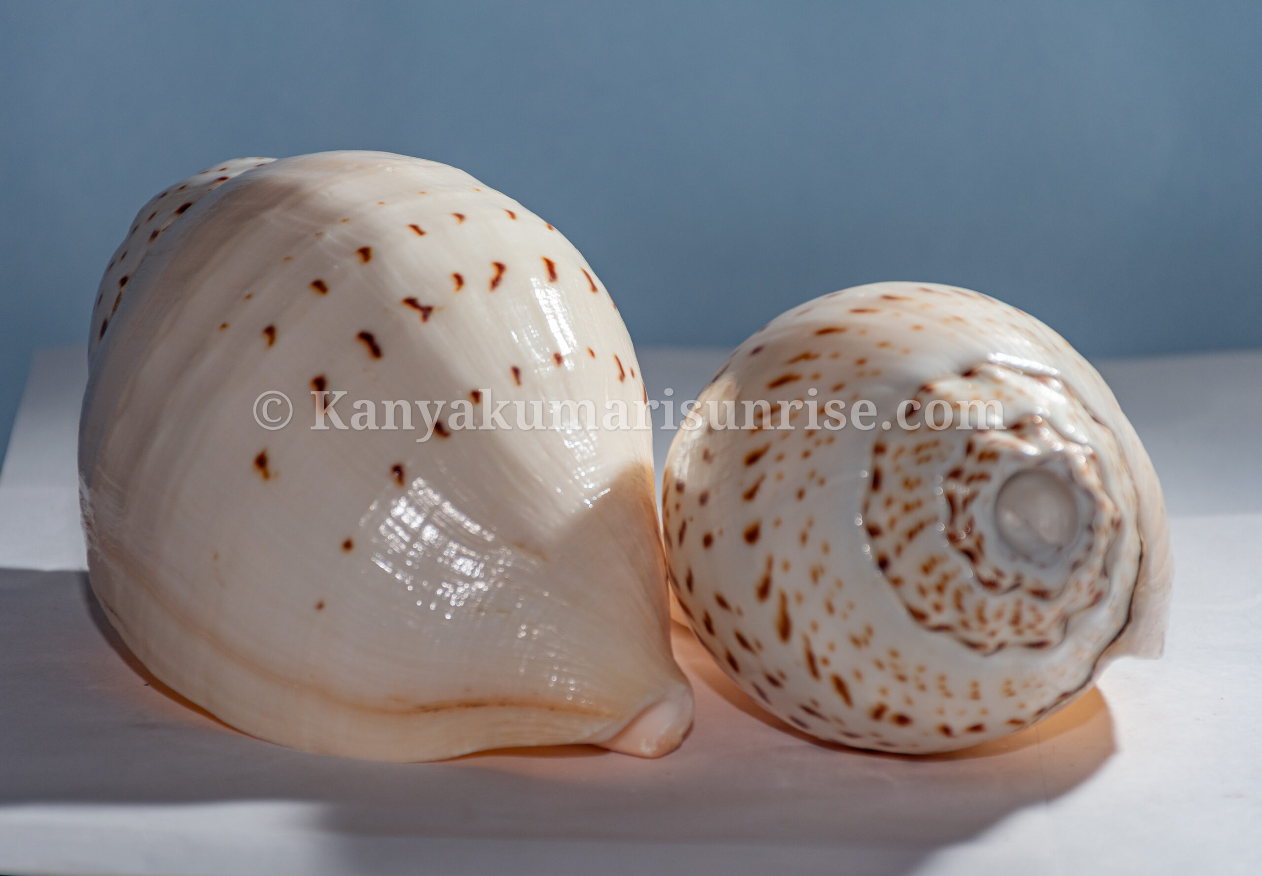 Gowri Shankh (Gauri Conch) – Sacred Blowing Conch for Pooja, Temple & Spiritual Use | 4 to 11 Inches