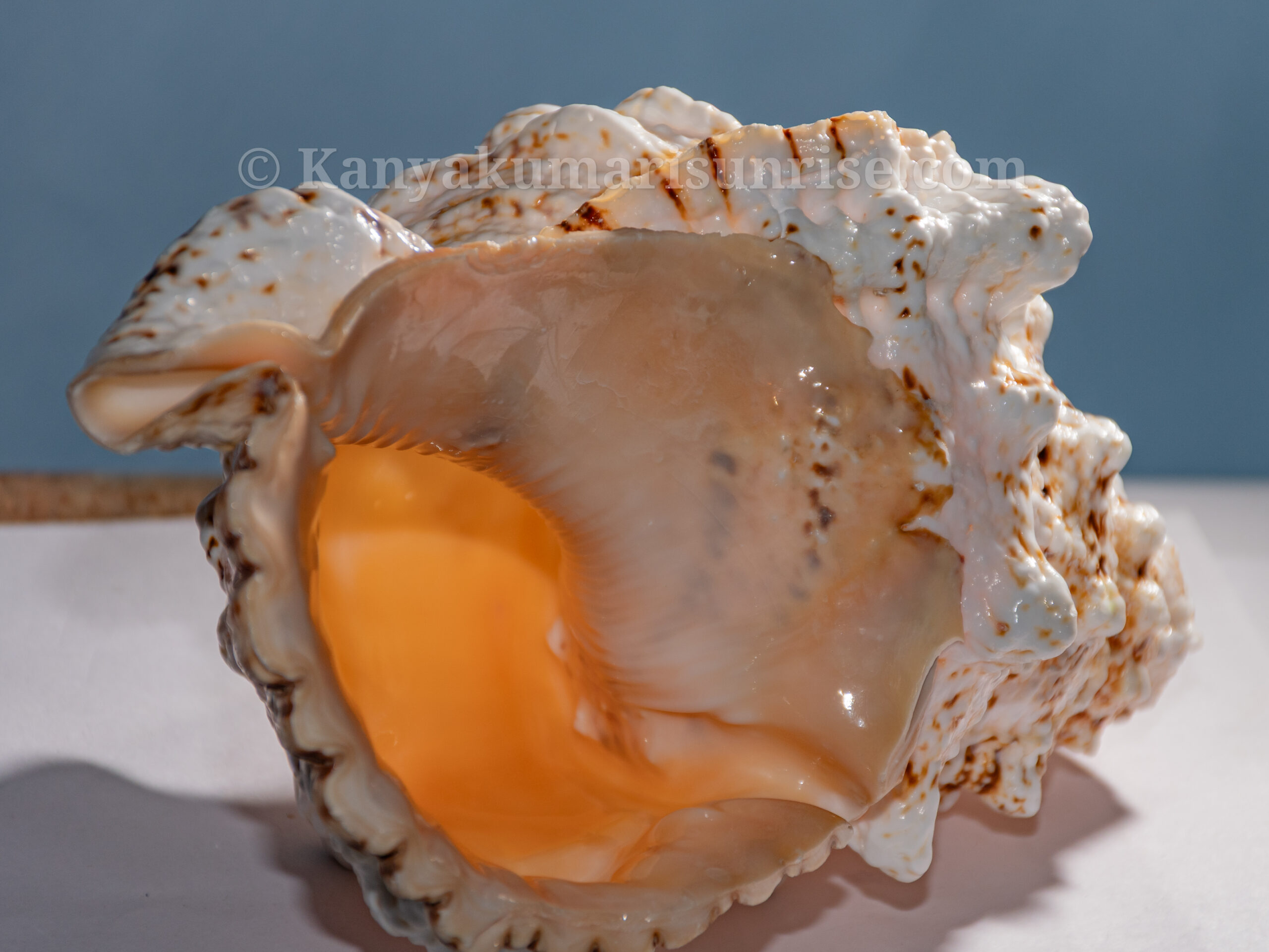Annam Shankh (Gowri Shankh) – Sacred Blowing Conch for Pooja & Temple Use | Natural Sea Shell - Image 5