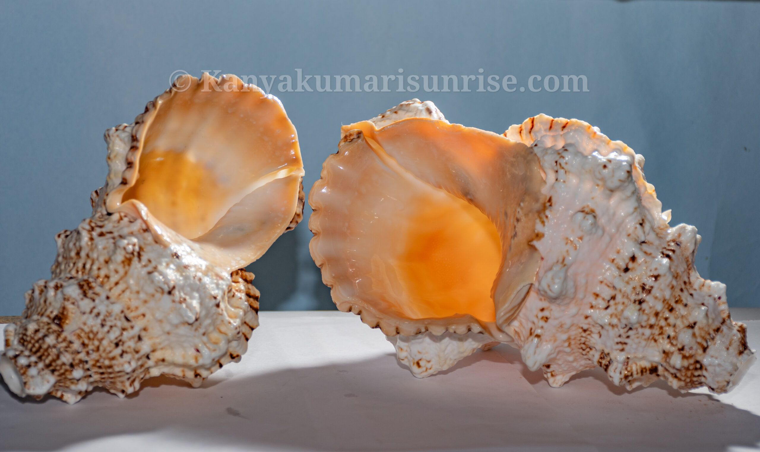 Annam Shankh (Gowri Shankh) – Sacred Blowing Conch for Pooja & Temple Use | Natural Sea Shell - Image 2