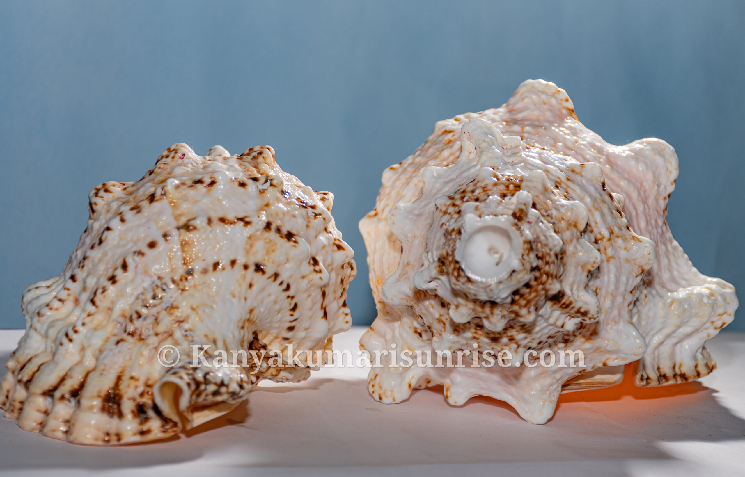 Annam Shankh (Gowri Shankh) – Sacred Blowing Conch for Pooja & Temple Use | Natural Sea Shell - Image 4