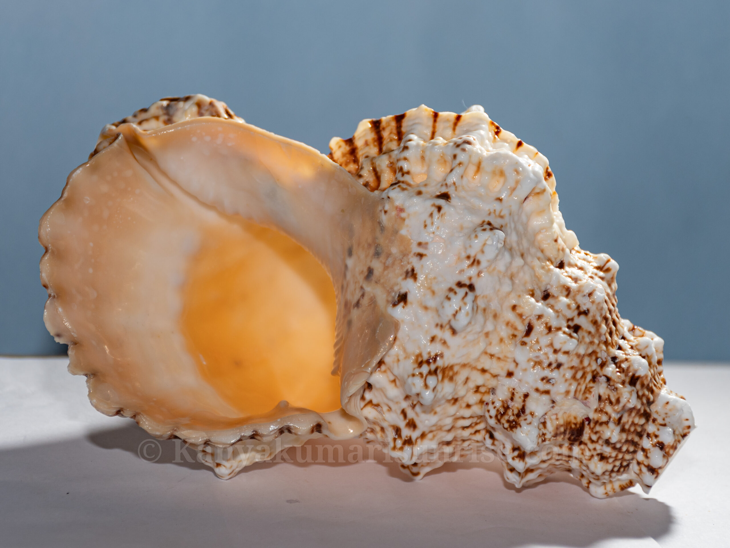 Annam Shankh (Gowri Shankh) – Sacred Blowing Conch for Pooja & Temple Use | Natural Sea Shell