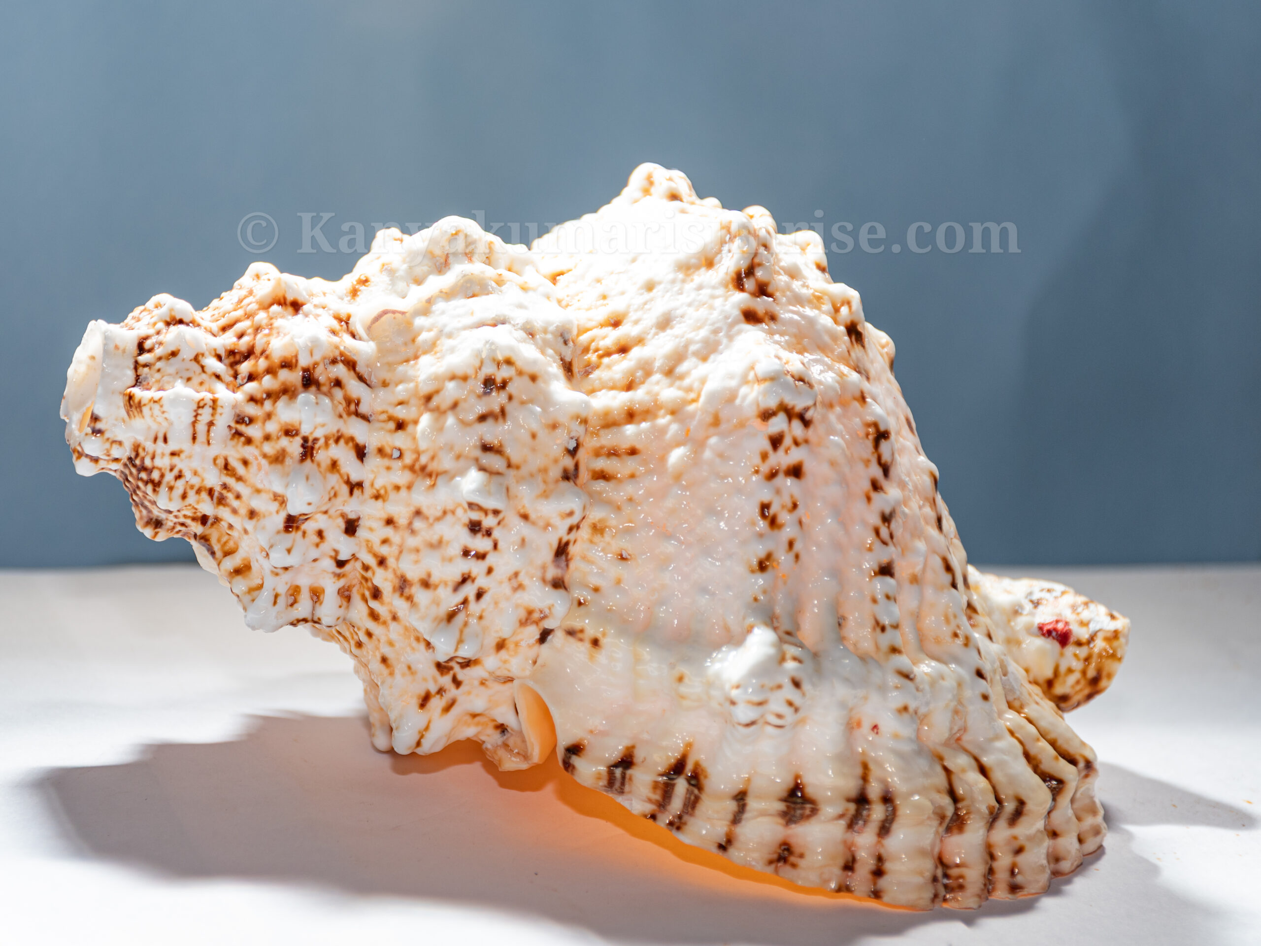 Annam Shankh (Gowri Shankh) – Sacred Blowing Conch for Pooja & Temple Use | Natural Sea Shell - Image 6