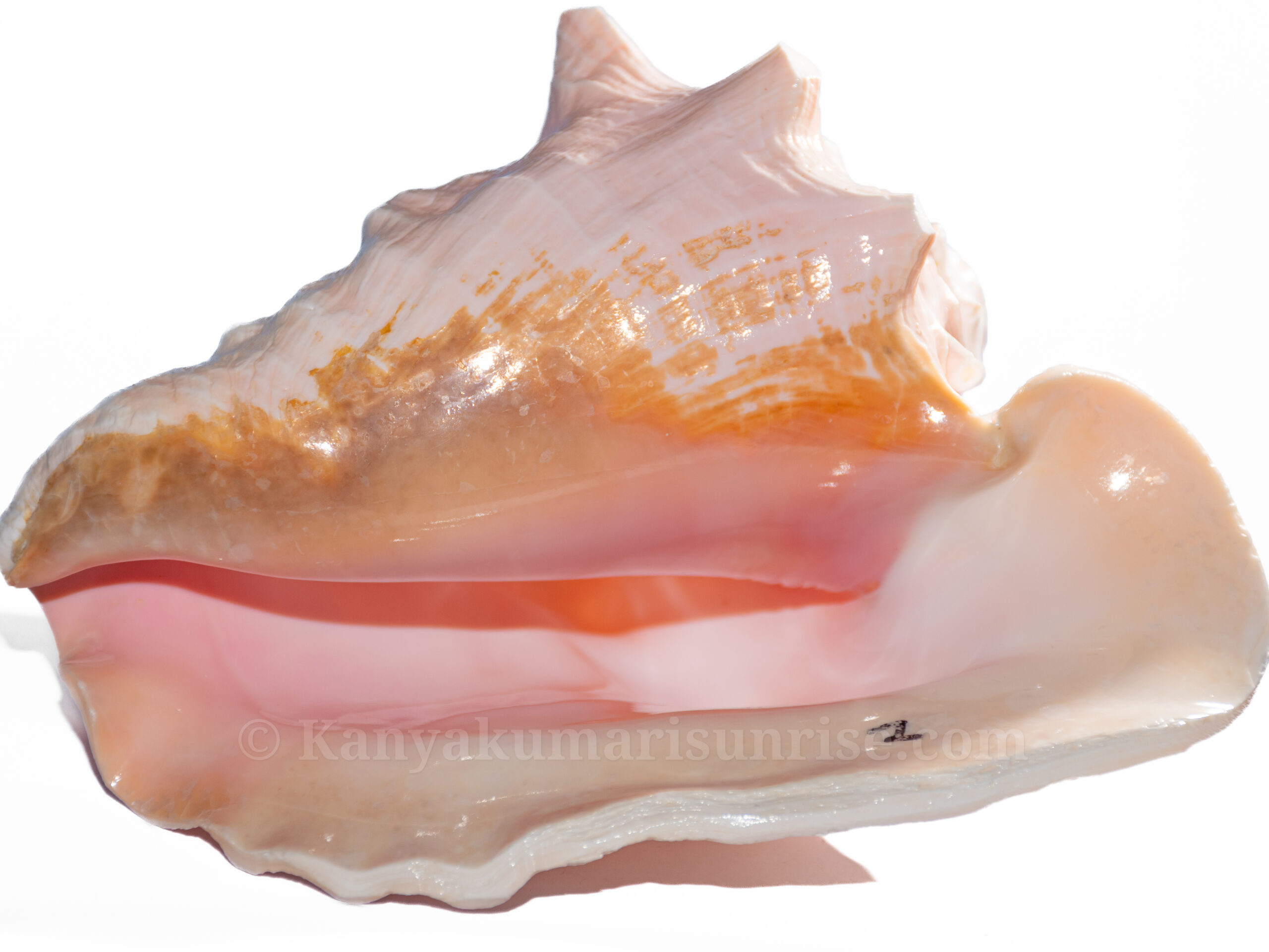 Natural Pink Conch Shell (Shankh) – Sacred Pooja, Blowing & Home Decor Sea Shell | Kanyakumari