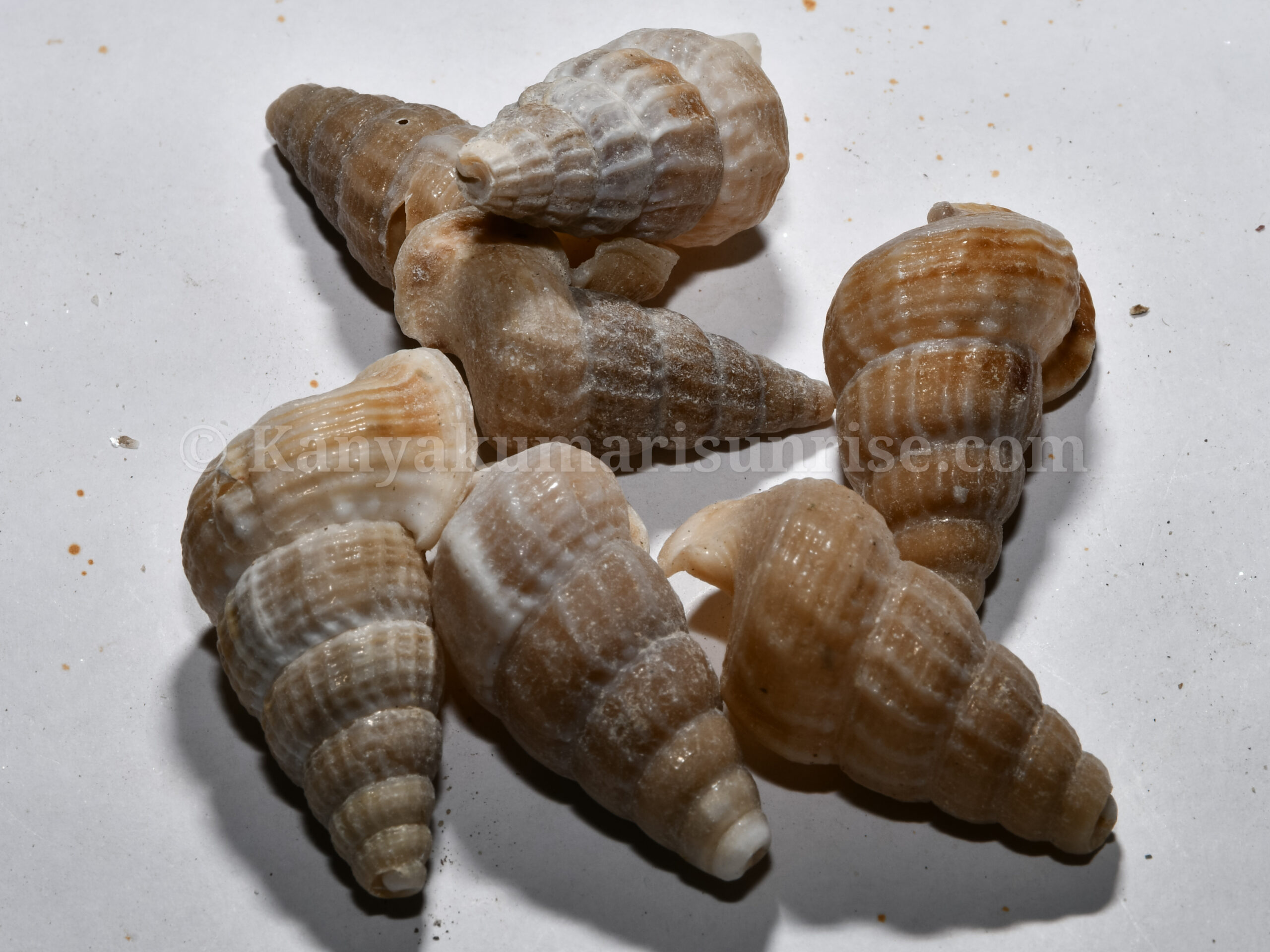 Natural Sea Shells for Decoration & Craft – Kanyakumari Original Conch Shell Set - Image 3