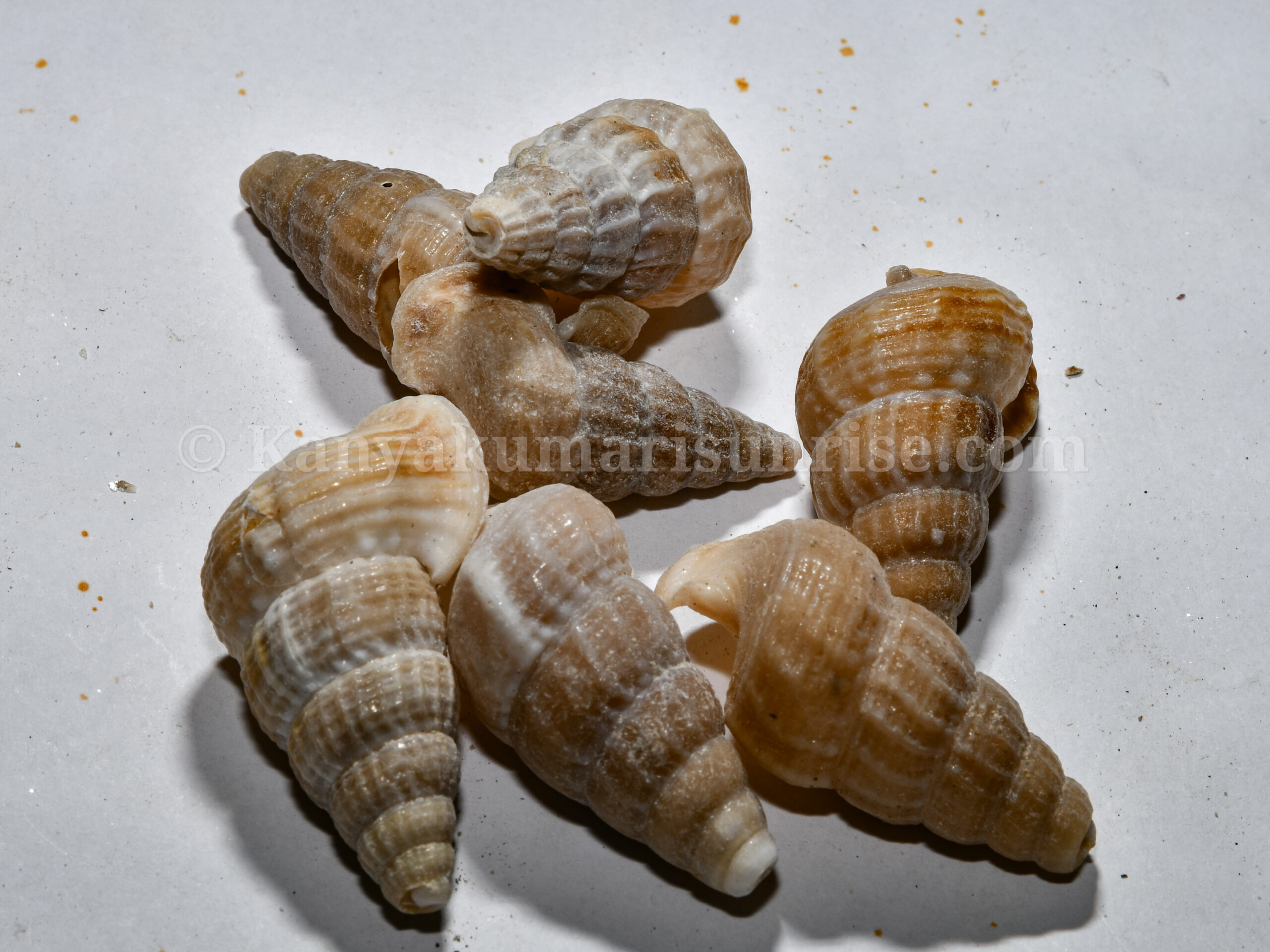 Natural Sea Shells for Decoration & Craft – Kanyakumari Original Conch Shell Set - Image 2