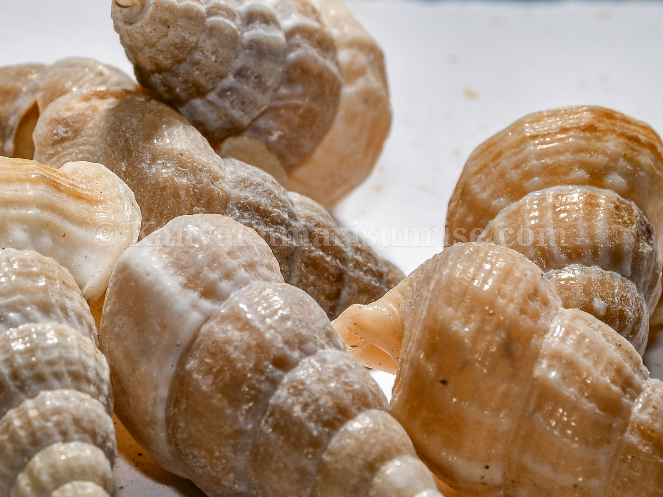 Natural Sea Shells for Decoration & Craft – Kanyakumari Original Conch Shell Set