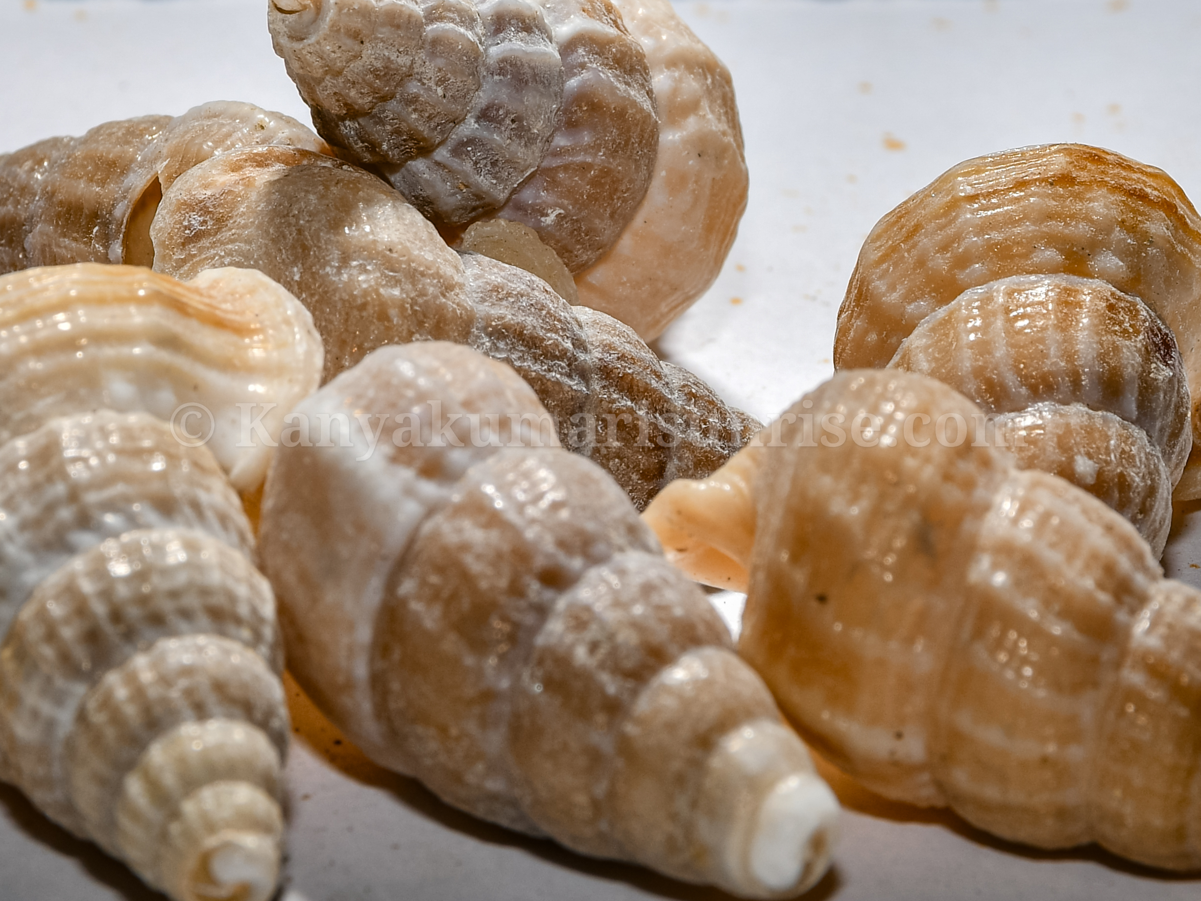 Natural Sea Shells for Decoration & Craft – Kanyakumari Original Conch Shell Set - Image 4