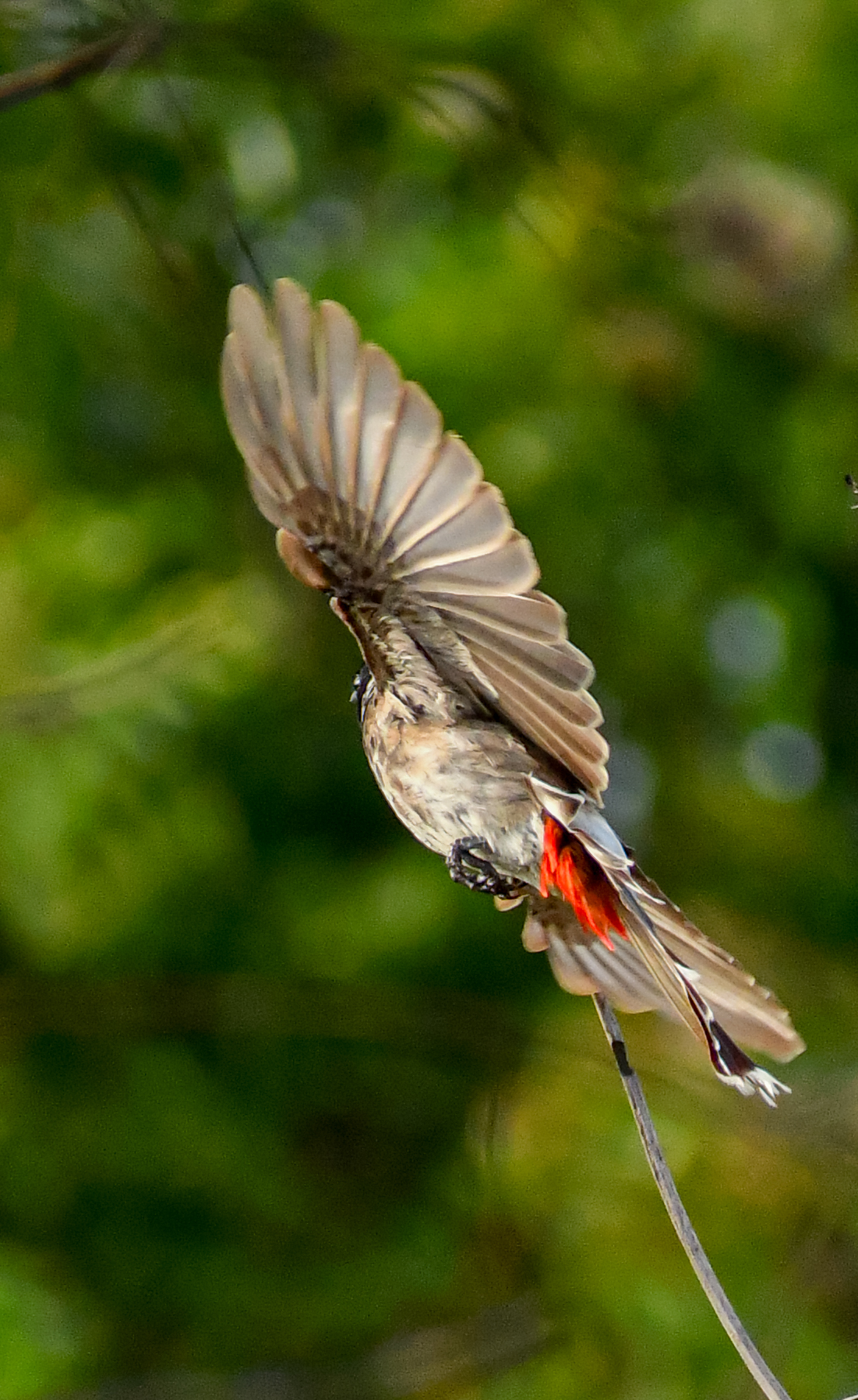 red-vented-bulbul-in-flight-kanyakumari-wildlife-photo